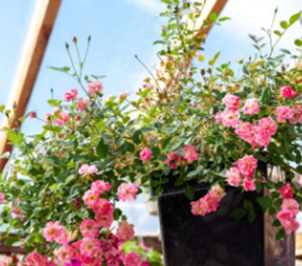Miniature Roses, pink roses, black pot, SD Desktop Wallpaper