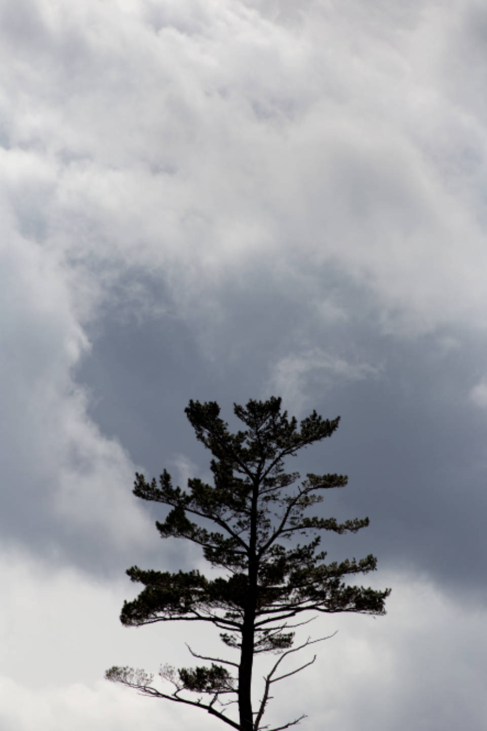 pine tree, overcast sky, swirling gray clouds, HD Phone Wallpaper