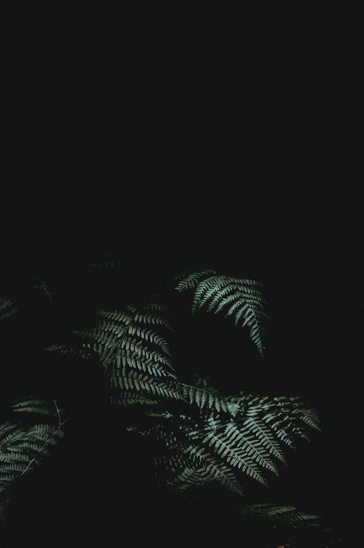 green ferns, minimalist nocturnal composition, cool green light, Full HD Phone Wallpaper
