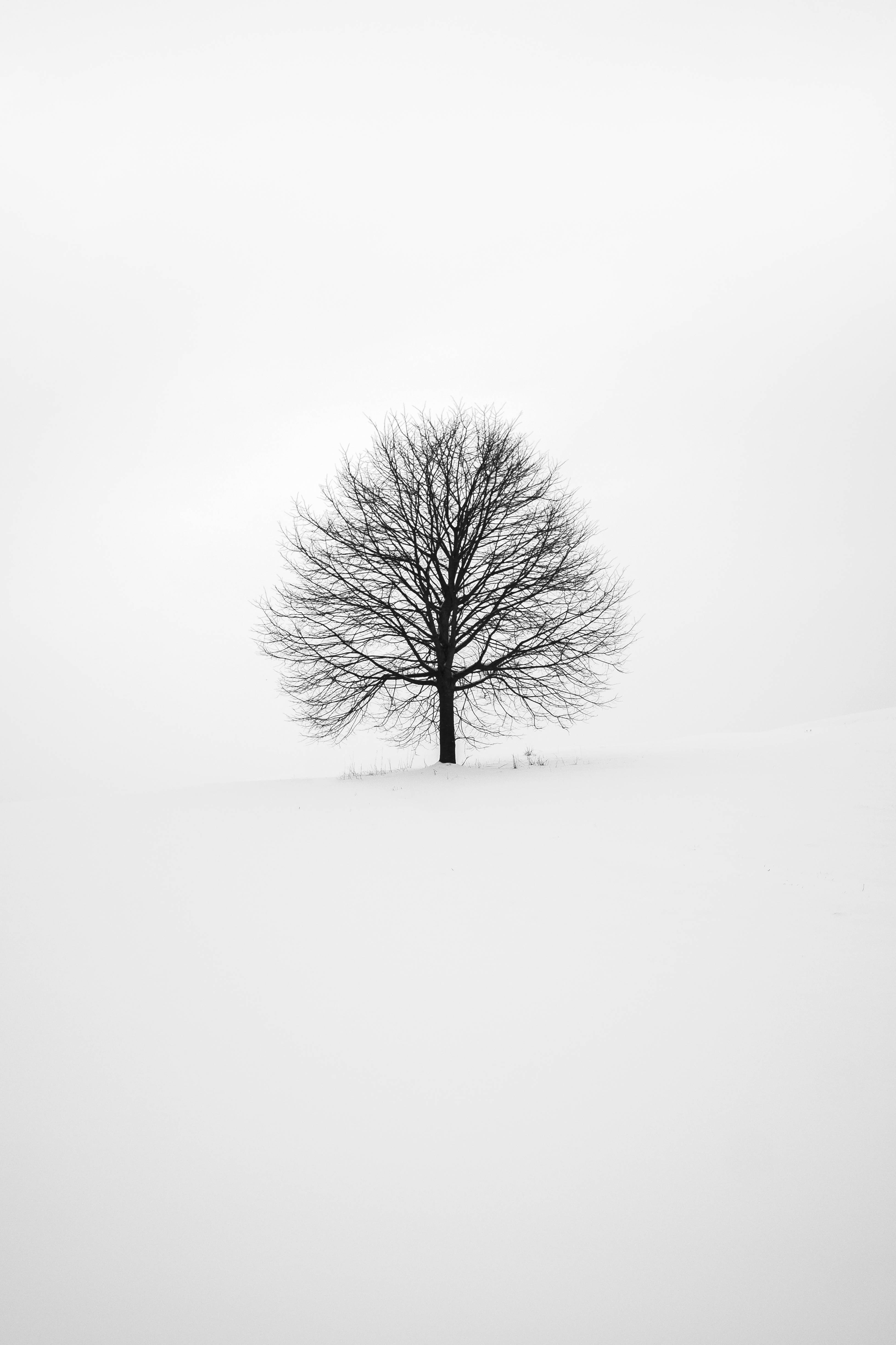 Minimal, Winter Tree, Snowy Field, 4K Phone Wallpaper