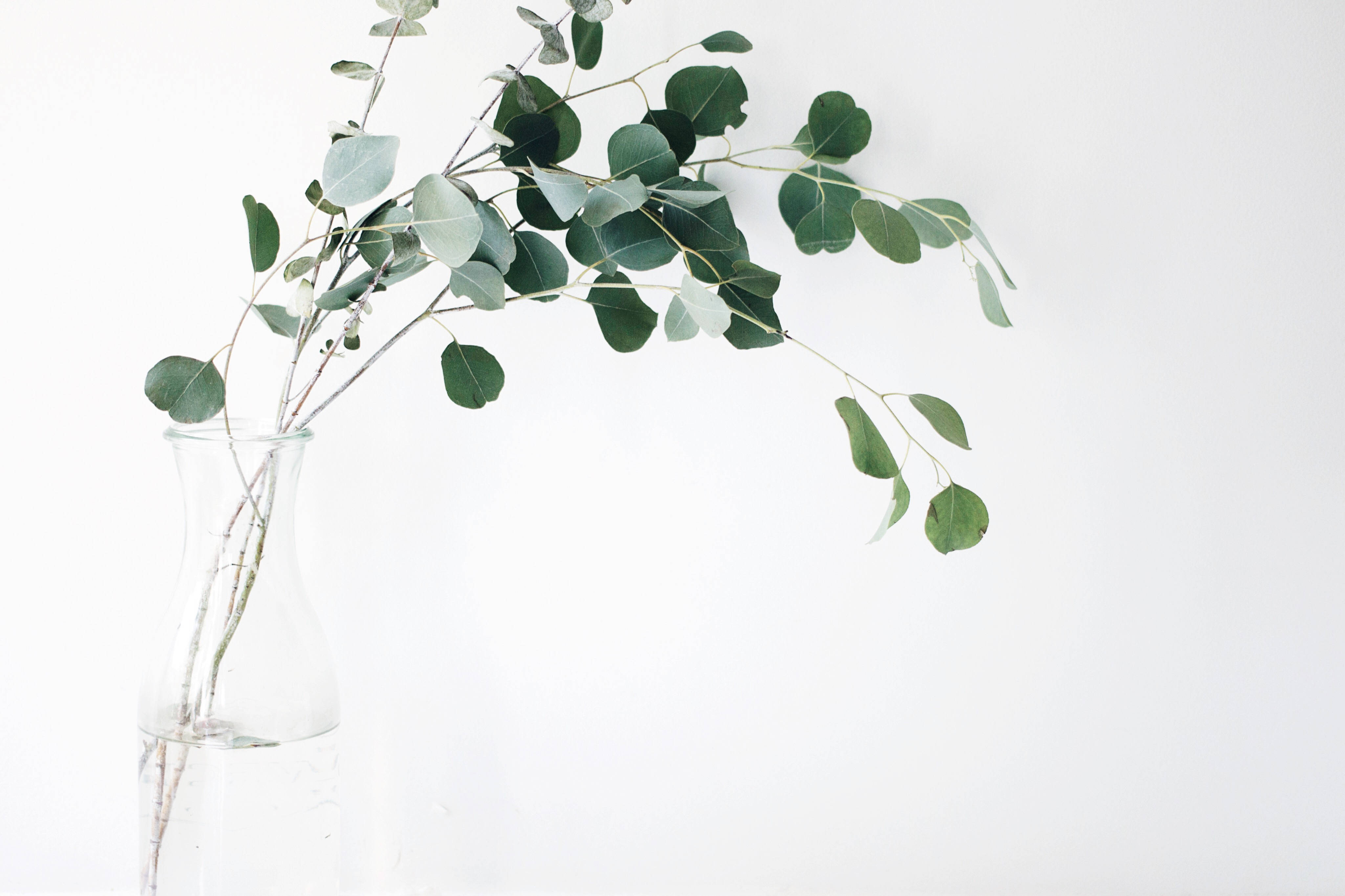 clear glass vase, fresh eucalyptus branches, silver-green leaves, 4K Desktop Wallpaper