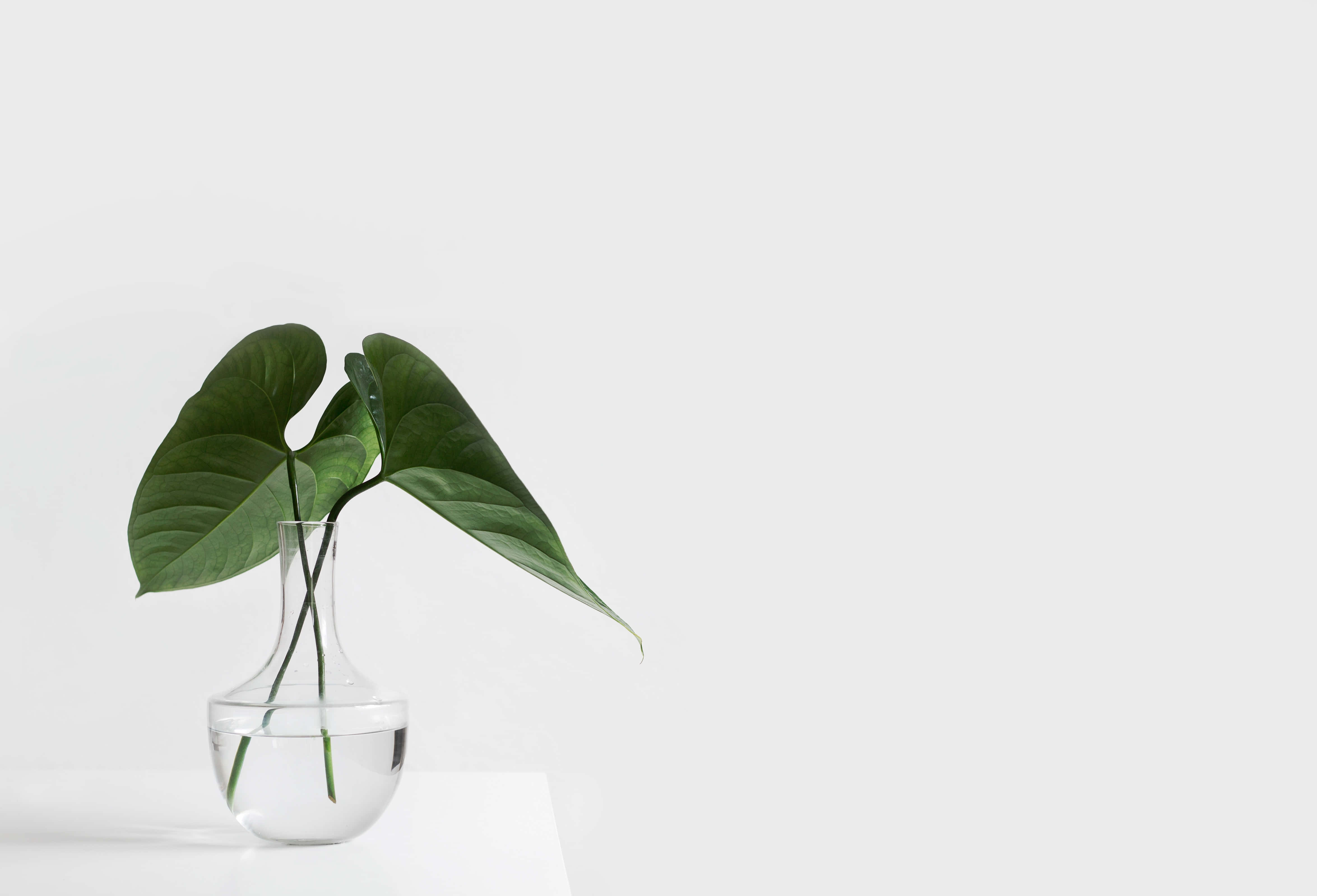 green leafy plant, clear glass vase, white surface, 4K Desktop Wallpaper