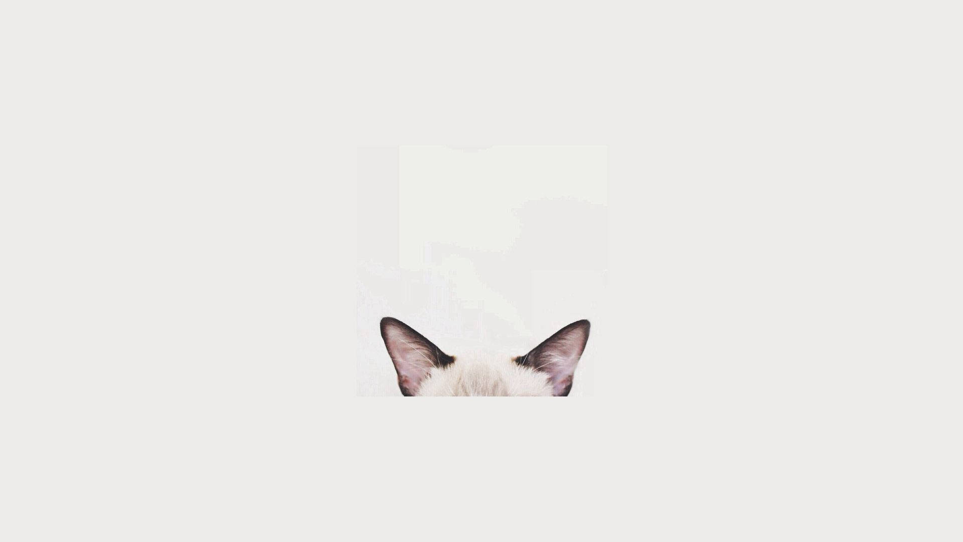 cat head, white surface, soft ears, Full HD Desktop Wallpaper