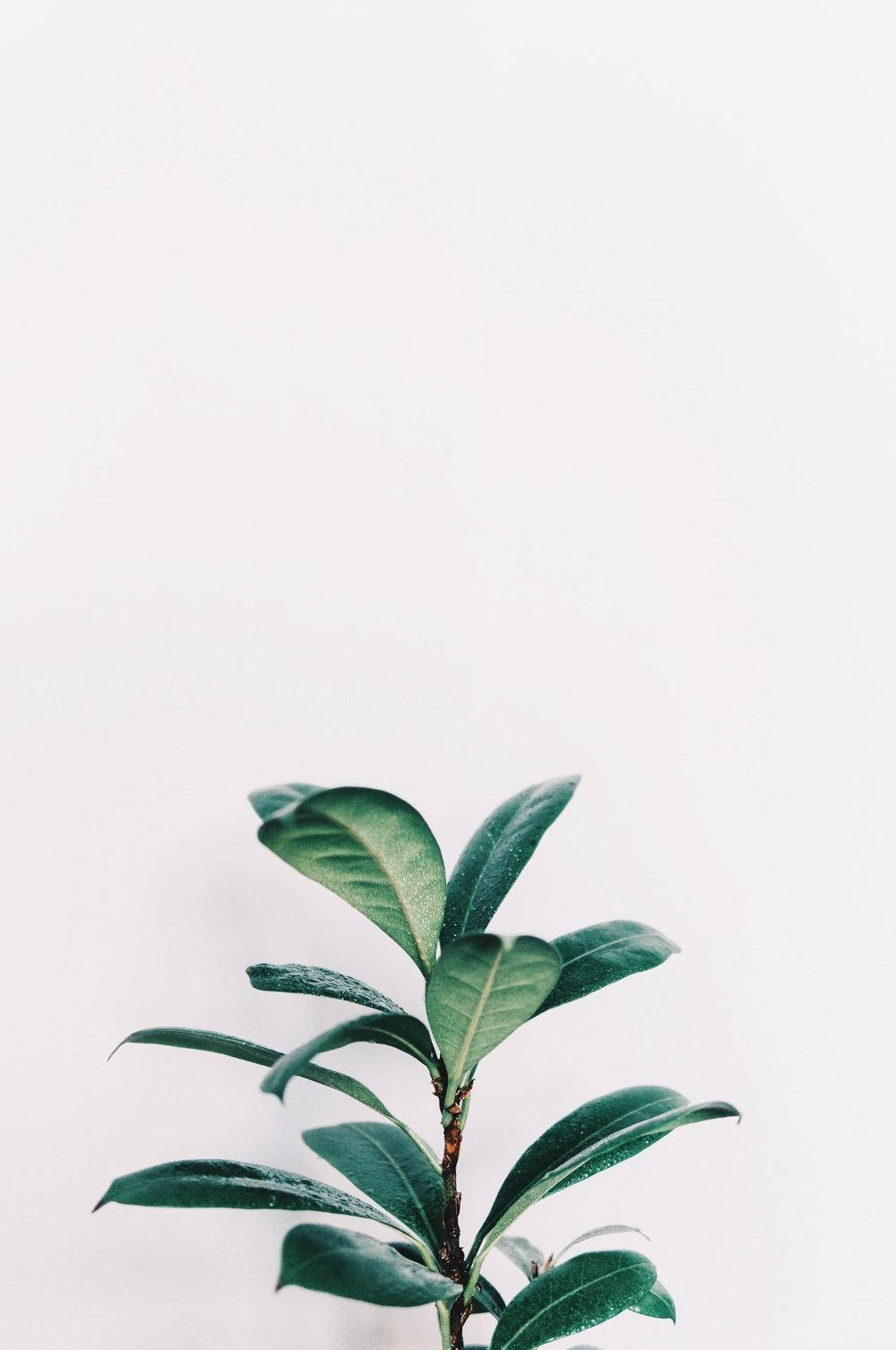 minimalist aesthetic, green rubber plant, stark white background, HD Phone Wallpaper