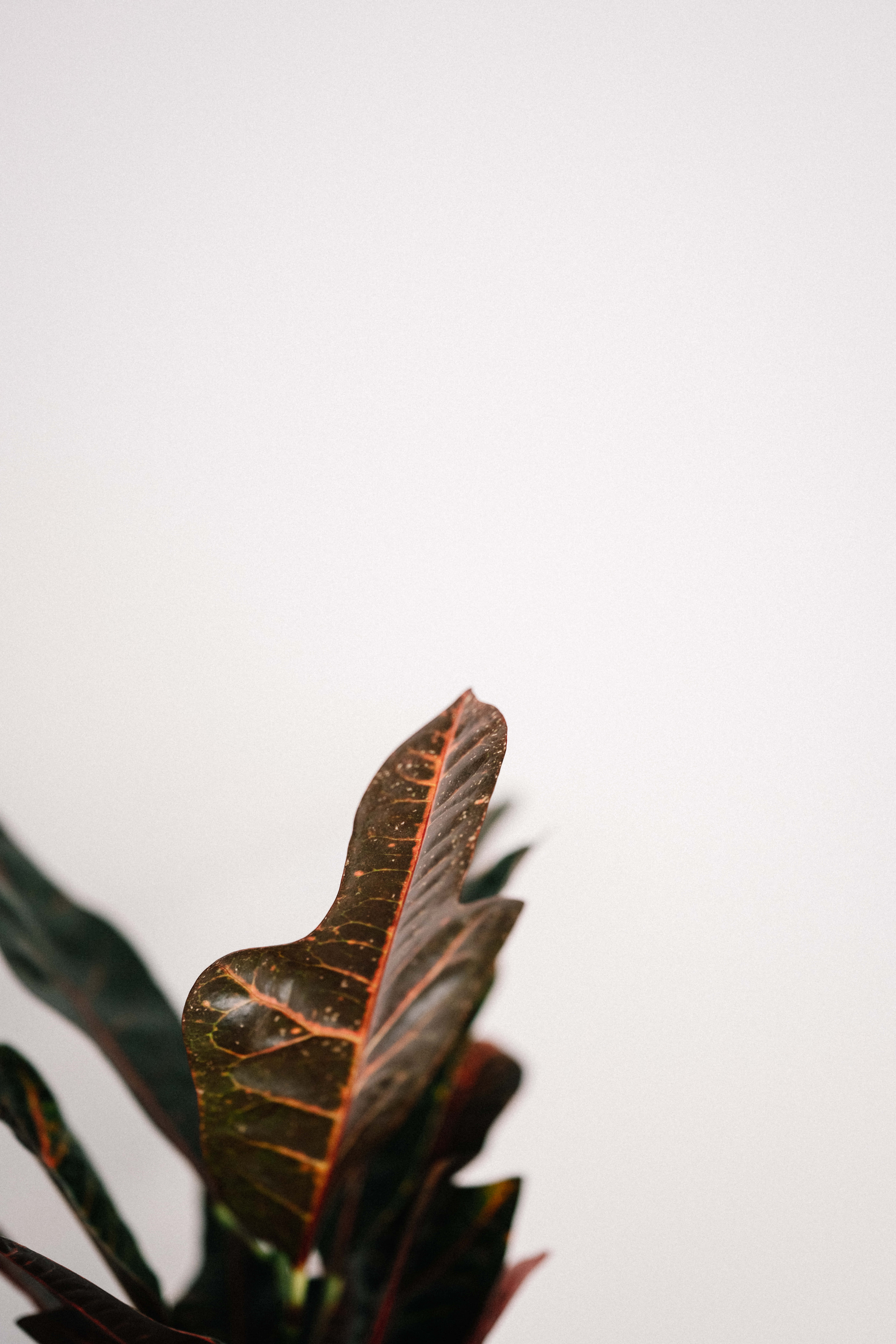 minimalist autumn, dark leaf, vibrant orange veins, 8K Phone Wallpaper