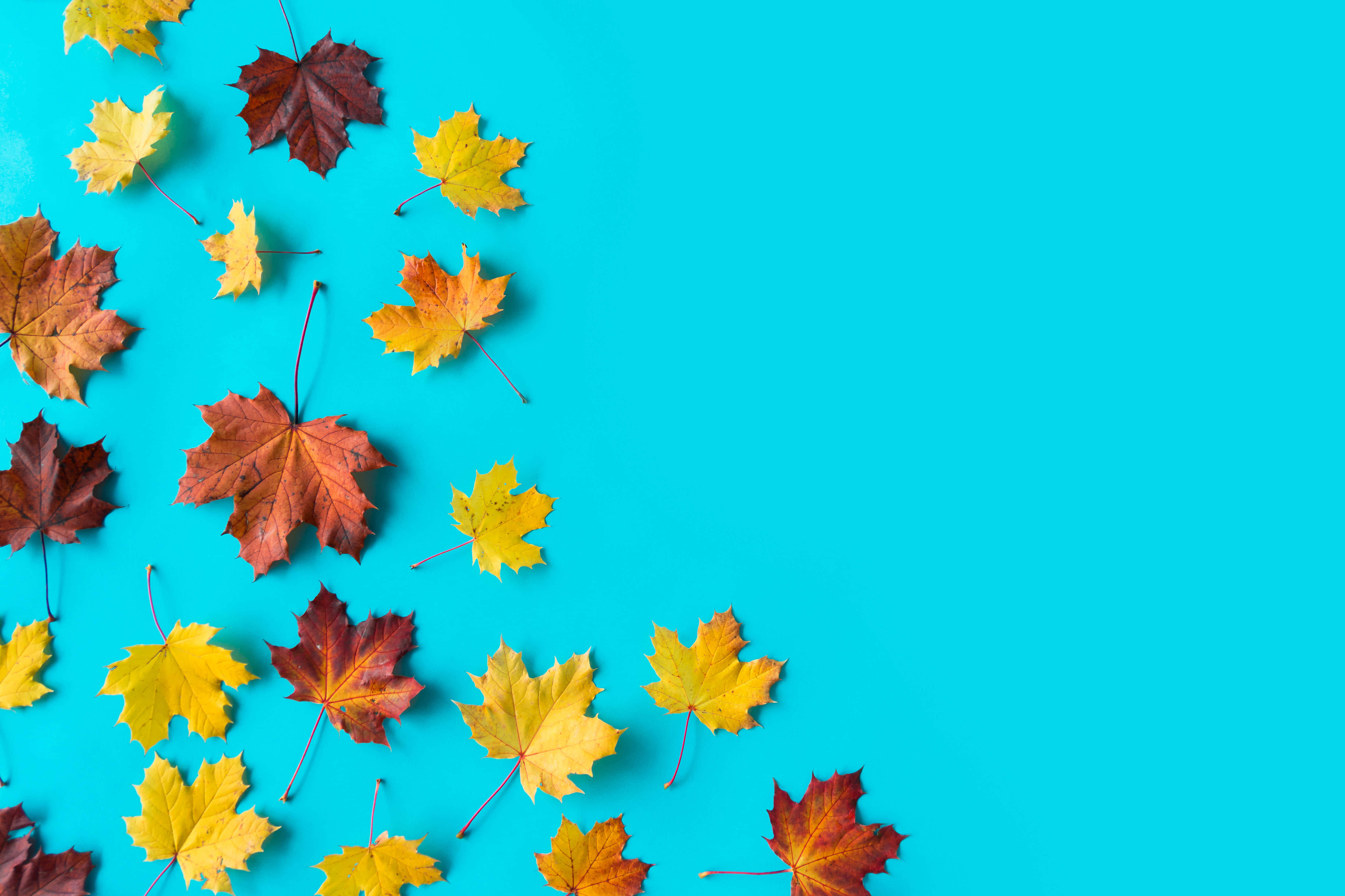 minimalist autumn, autumn maple leaves, yellow orange, 4K Desktop Wallpaper