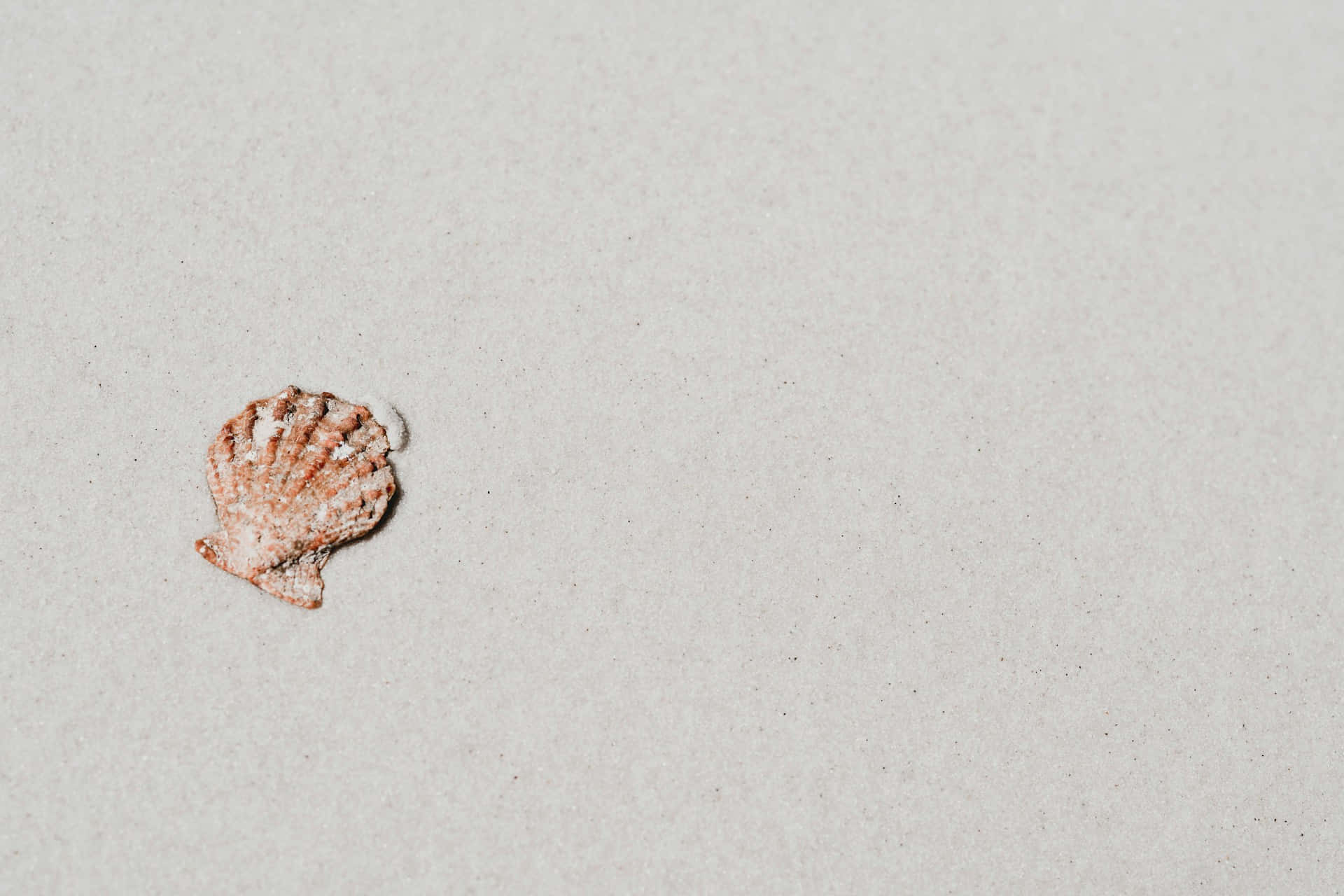 solitary seashellon sand, orange and white scallop shell, plain light gray surface, Full HD Desktop Wallpaper