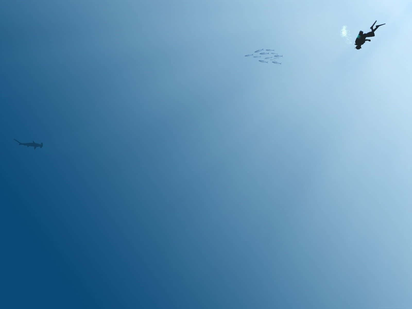 minimalist ocean, scuba diver, hammerhead shark, HD Desktop Wallpaper