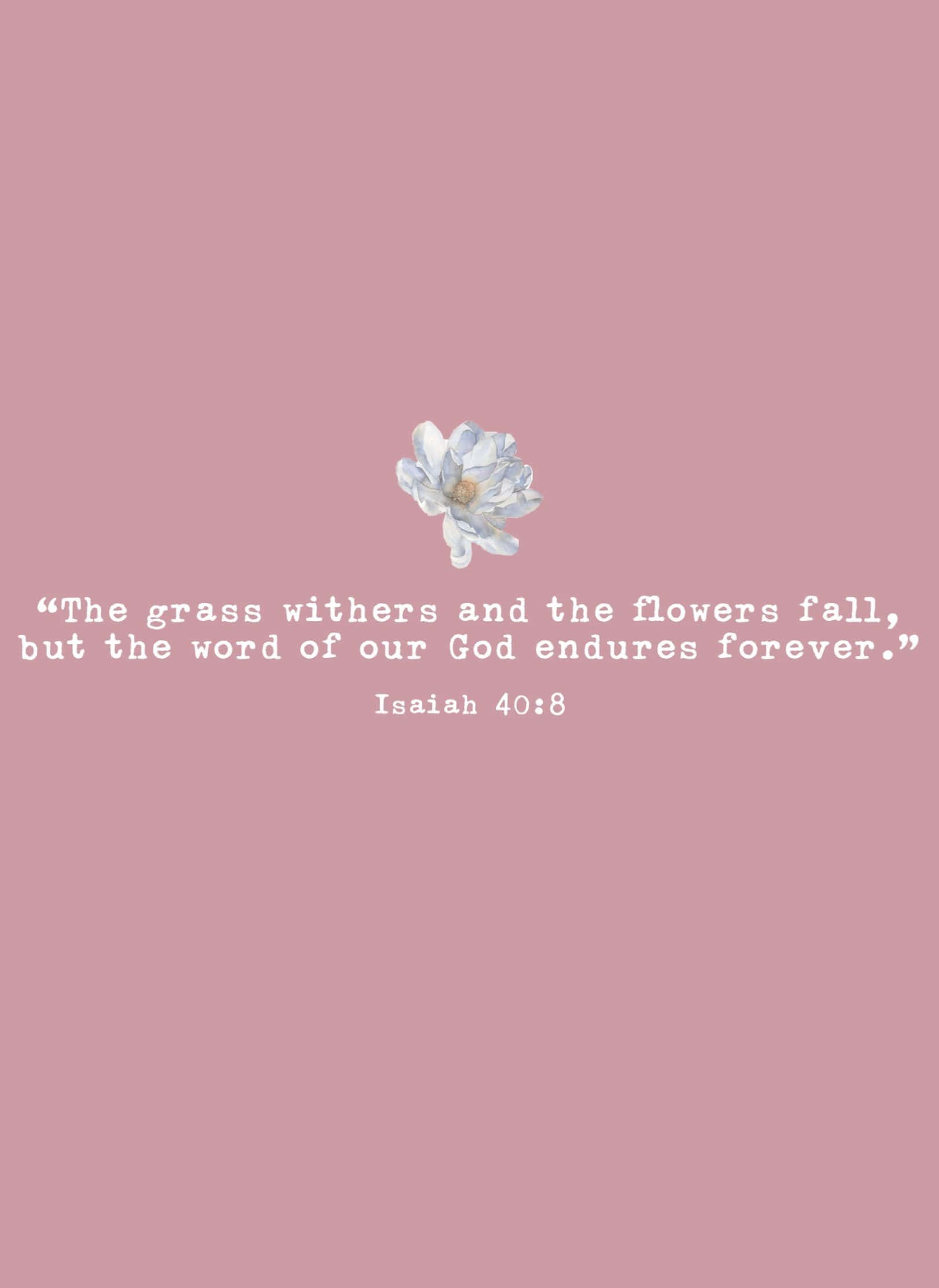 Minimalist Bible, white flower, soft pink background, Full HD Phone Wallpaper