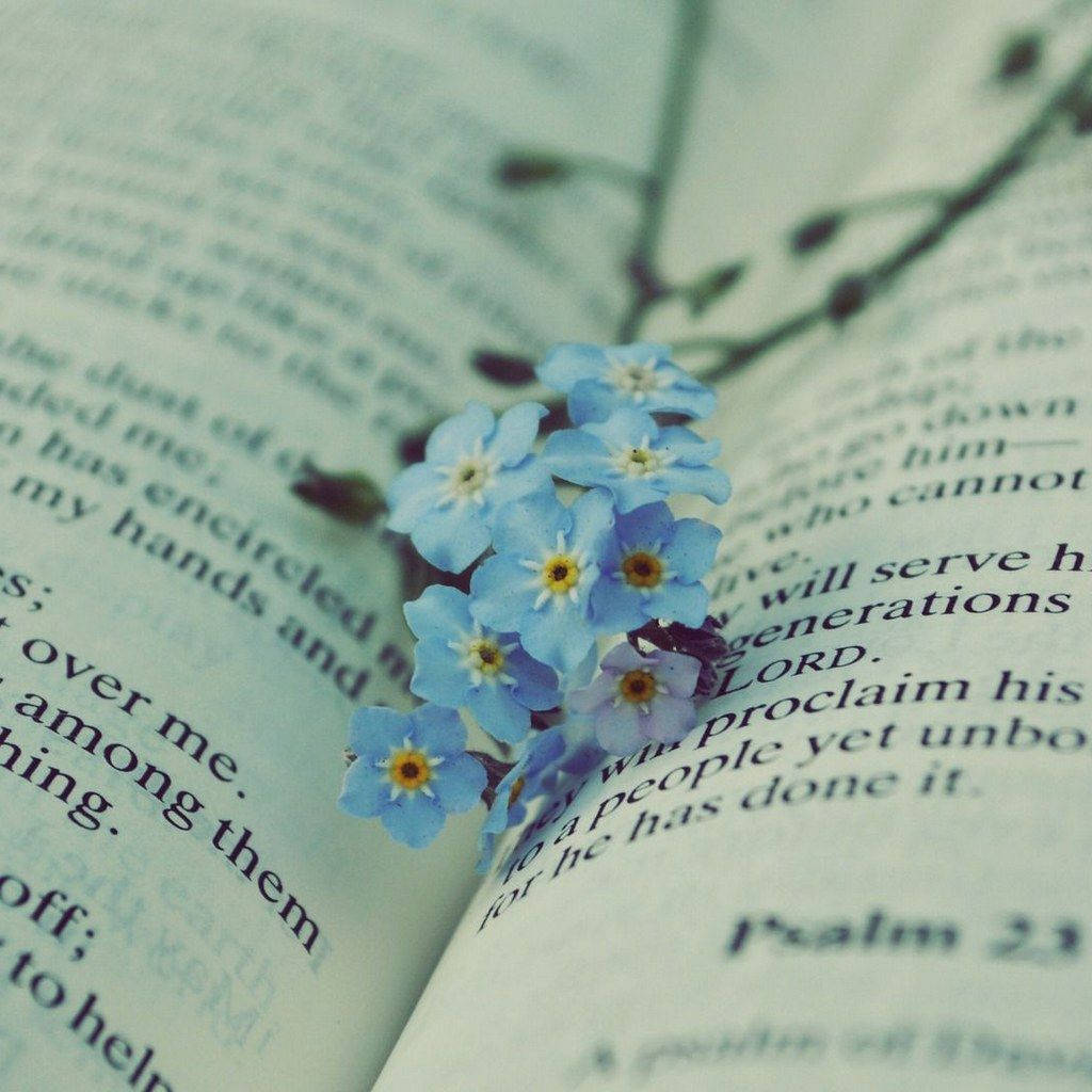 Bible, forget-me-not flower, blue, SD Desktop Wallpaper
