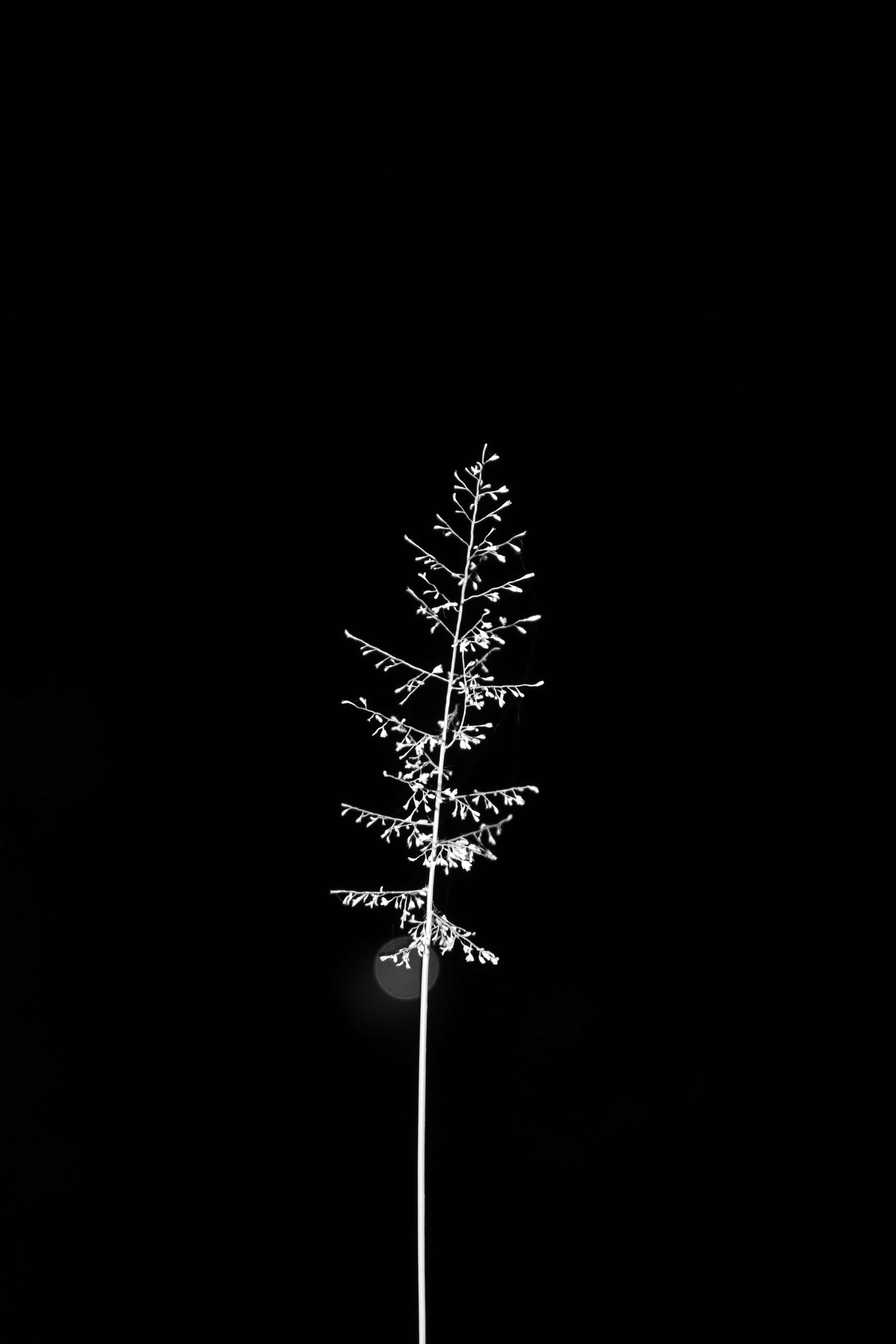 minimalist black and white, illuminated grass stem, delicate seed heads, 5K Phone Wallpaper