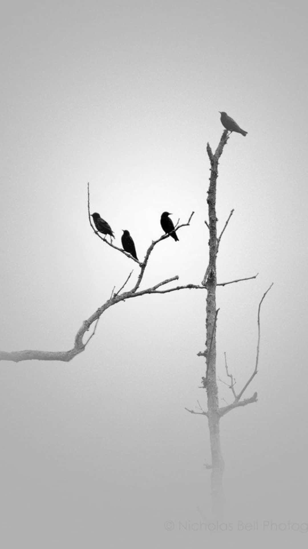 minimalist black and white, four birds, bare branches, Full HD Phone Wallpaper