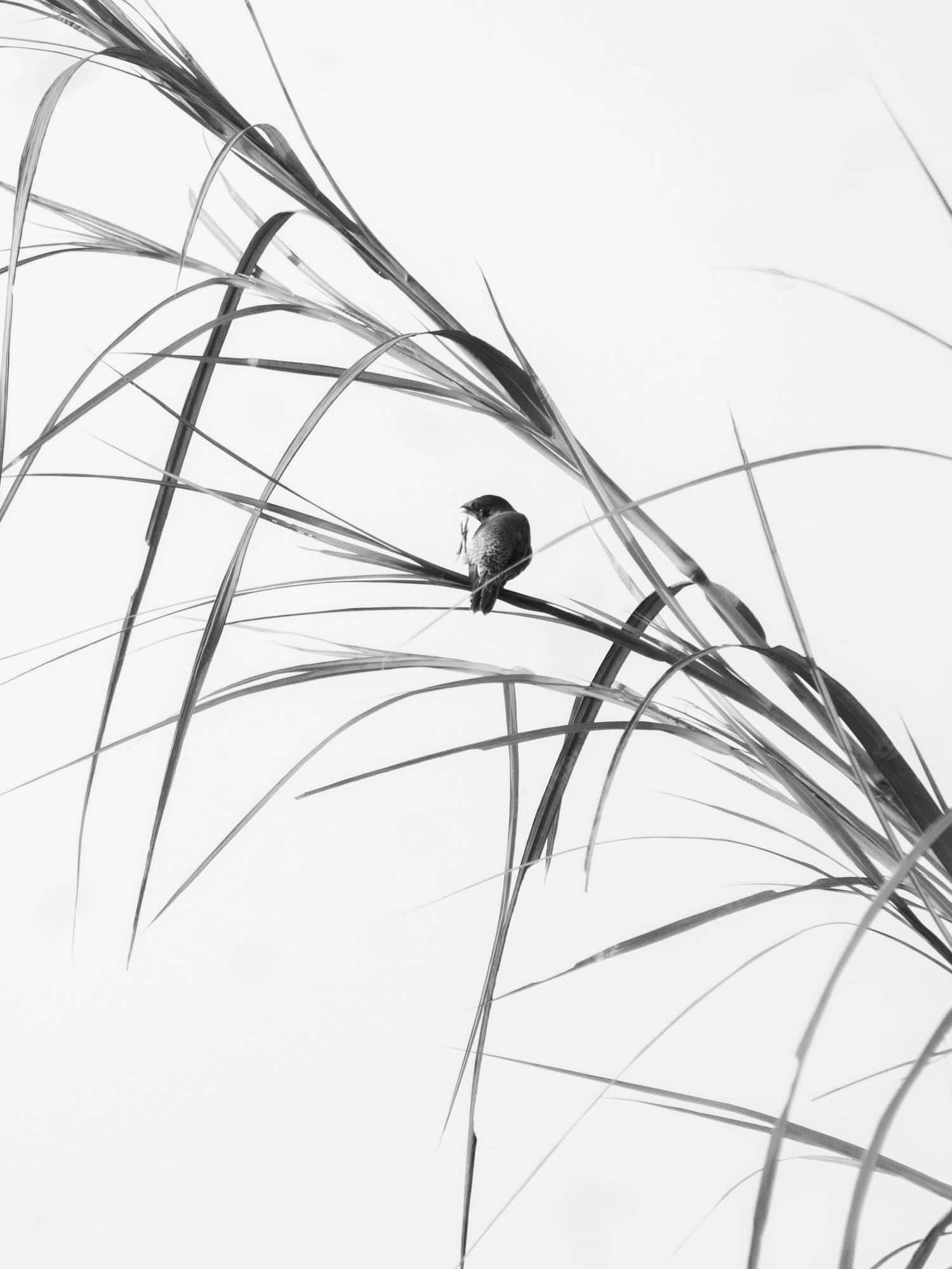 small bird, slender reeds, stark white background, Full HD Phone Wallpaper