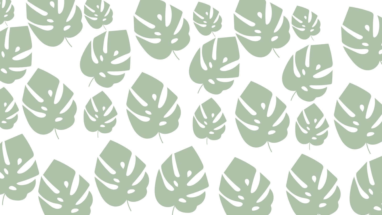 minimalist boho monstera pattern, light green monstera leaves, crisp white background, HD Desktop Wallpaper