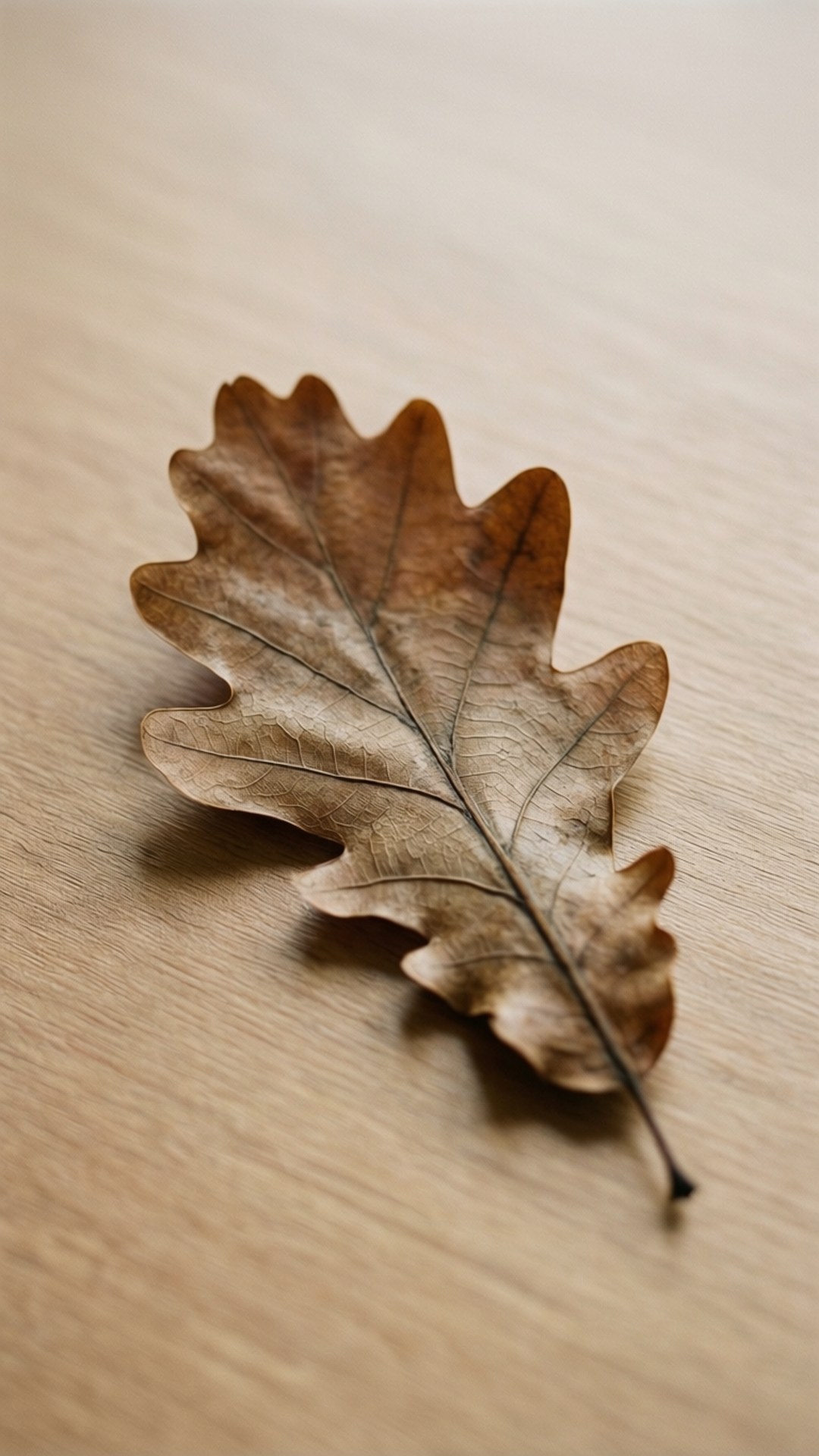solitary leaf, dried oak leaf, intricate veins, Full HD Phone Wallpaper