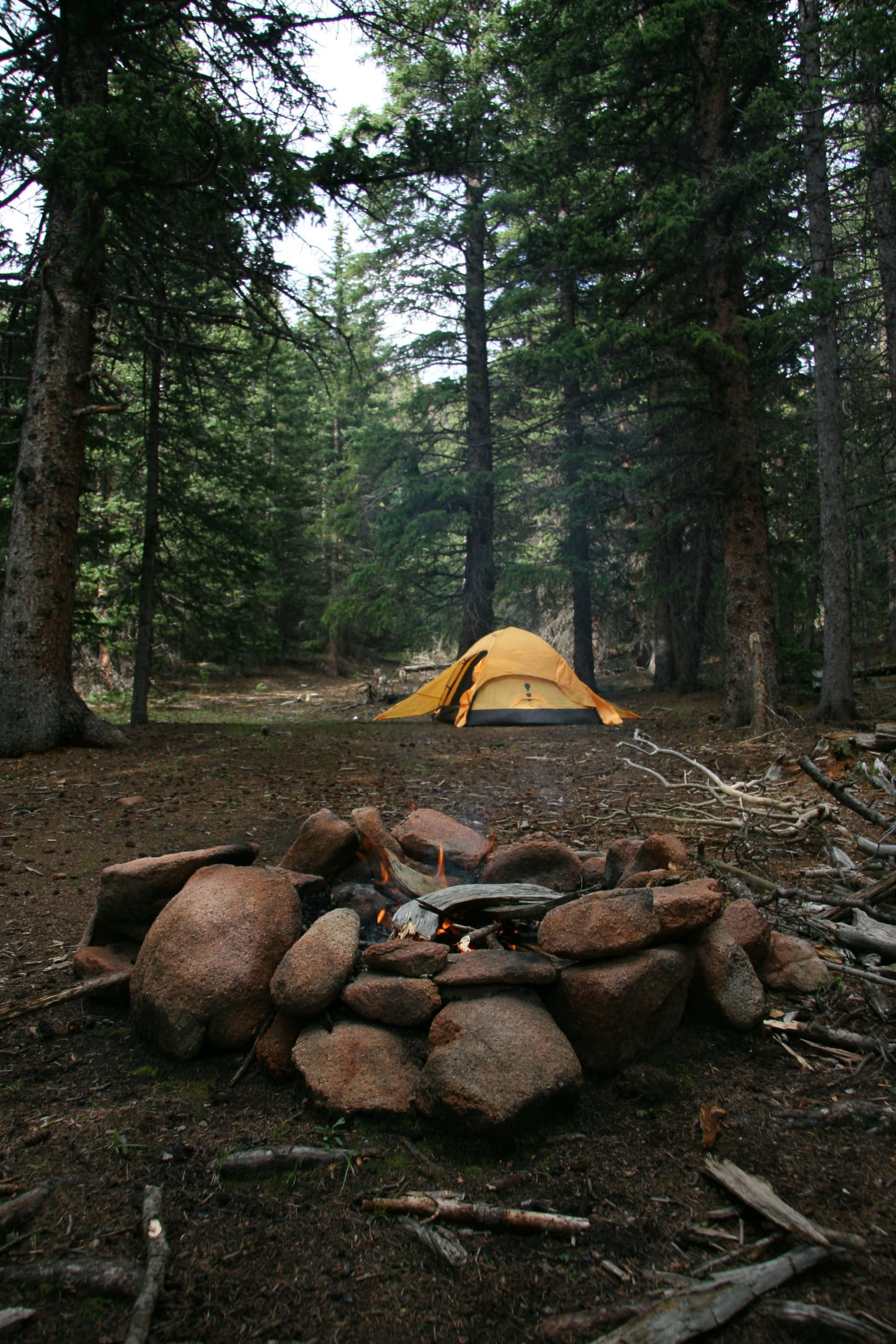yellow tent, dense pine forest, stone fire pit, 2K Phone Wallpaper