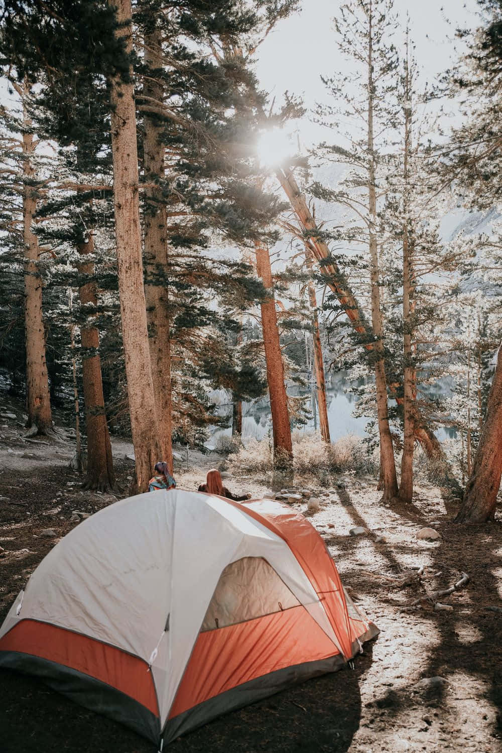bright orange, white tent, tall pine trees, HD Phone Wallpaper