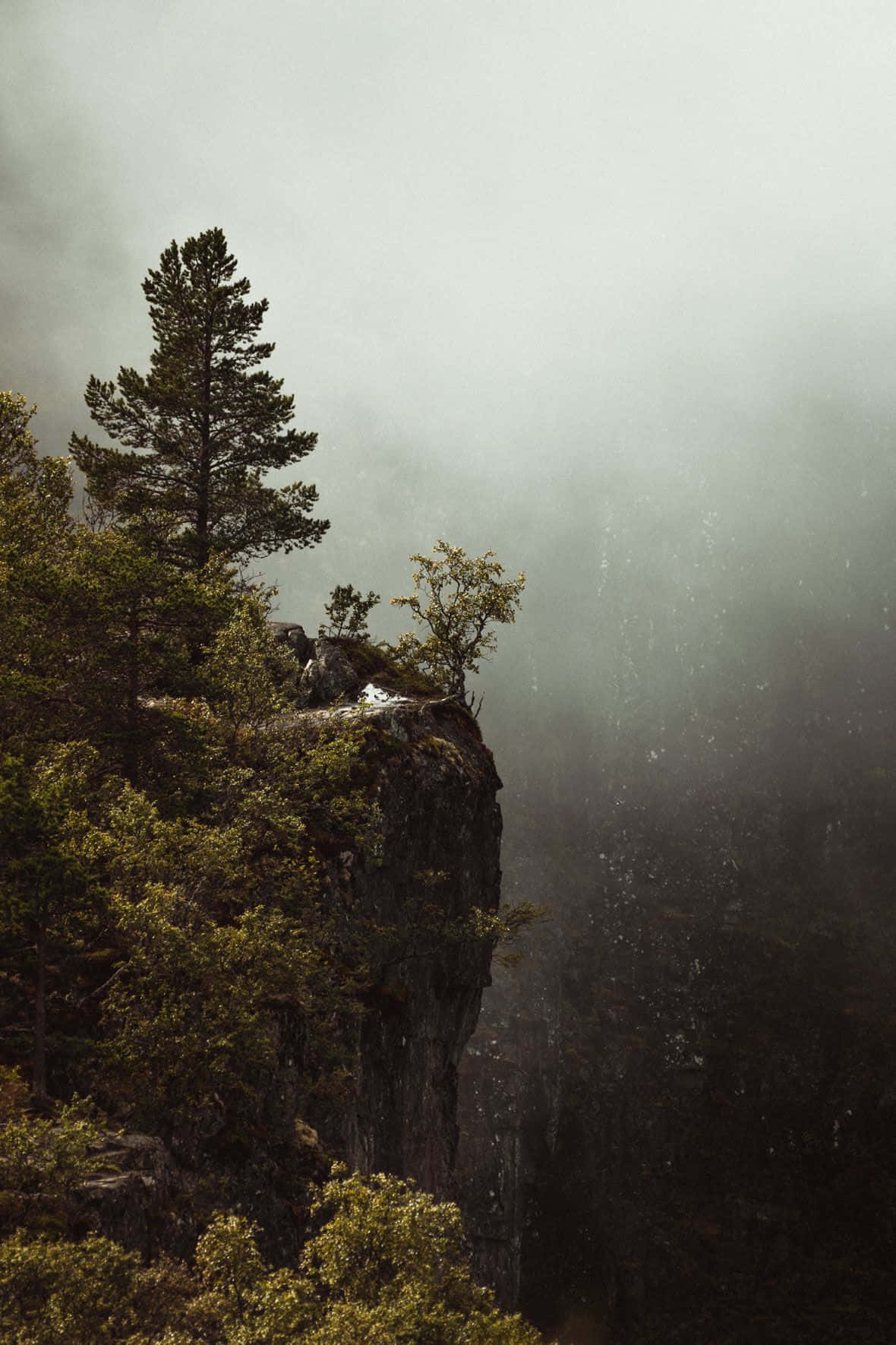 pine tree, misty cliff edge, deep shadowed valley, HD Phone Wallpaper