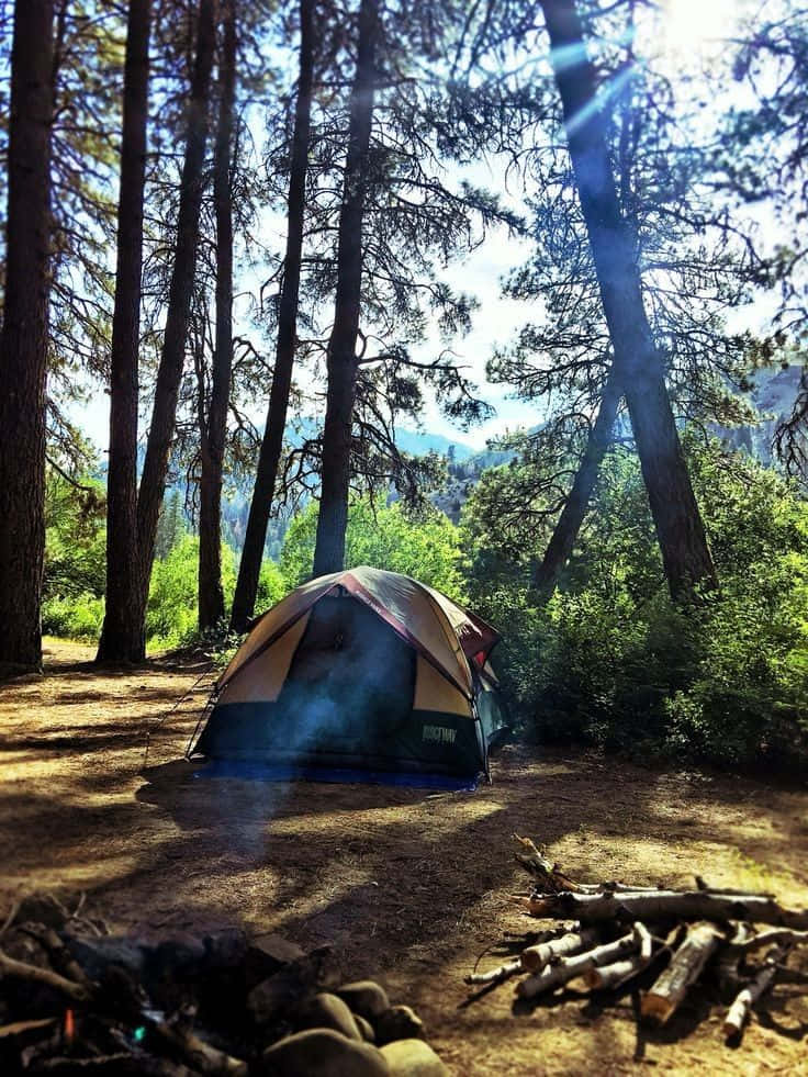 minimalist camping, camping tent, tall pine trees, SD Phone Wallpaper