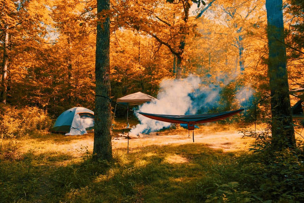 cozy campsite, autumn woods, hammock, SD Desktop Wallpaper
