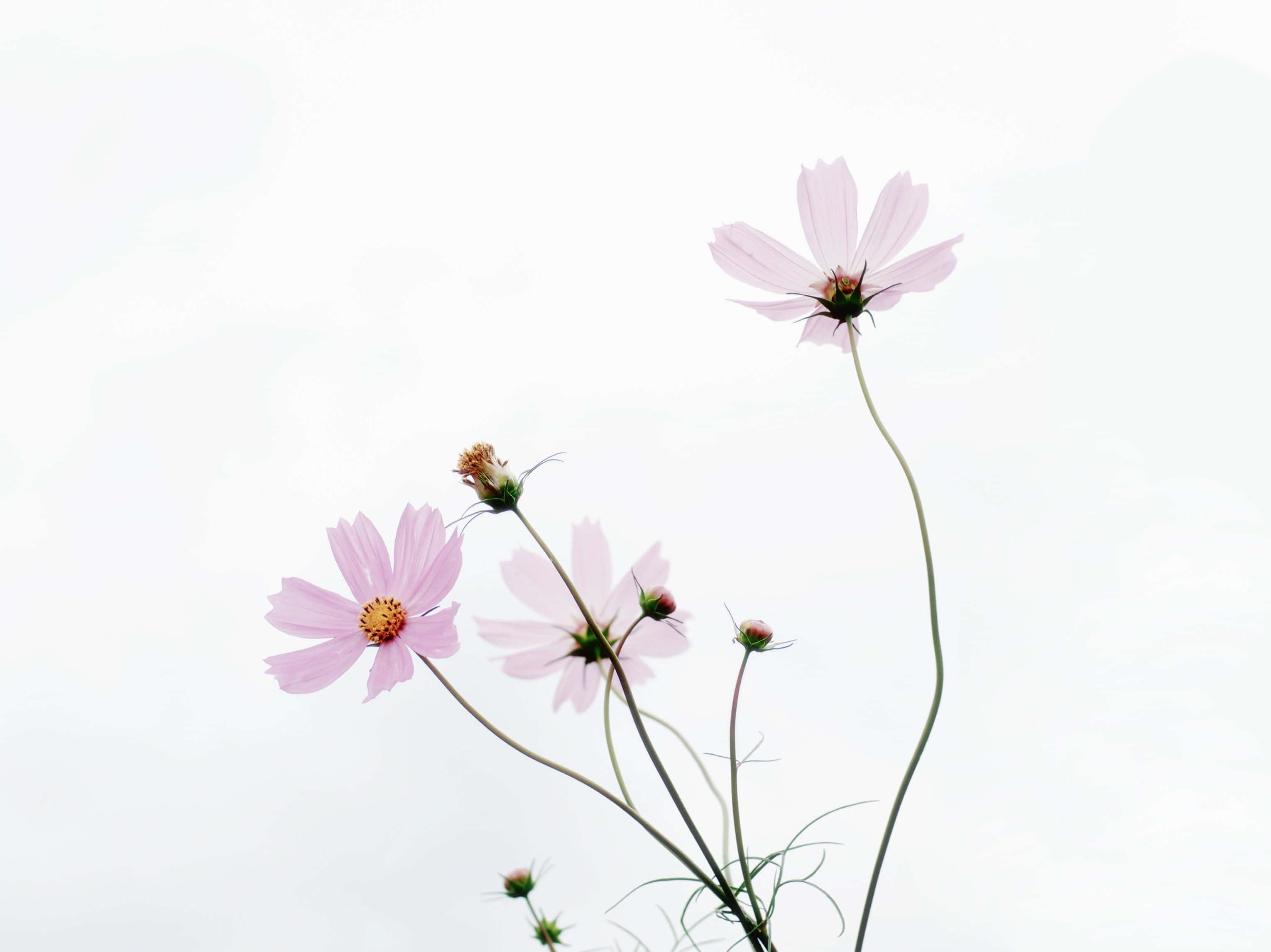 minimalist flower, pink cosmos, slender stems, 2K Desktop Wallpaper