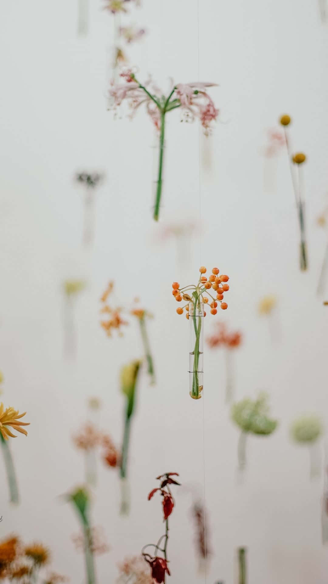 minimalist flower, delicate suspended flowers, glass vials, Full HD Phone Wallpaper