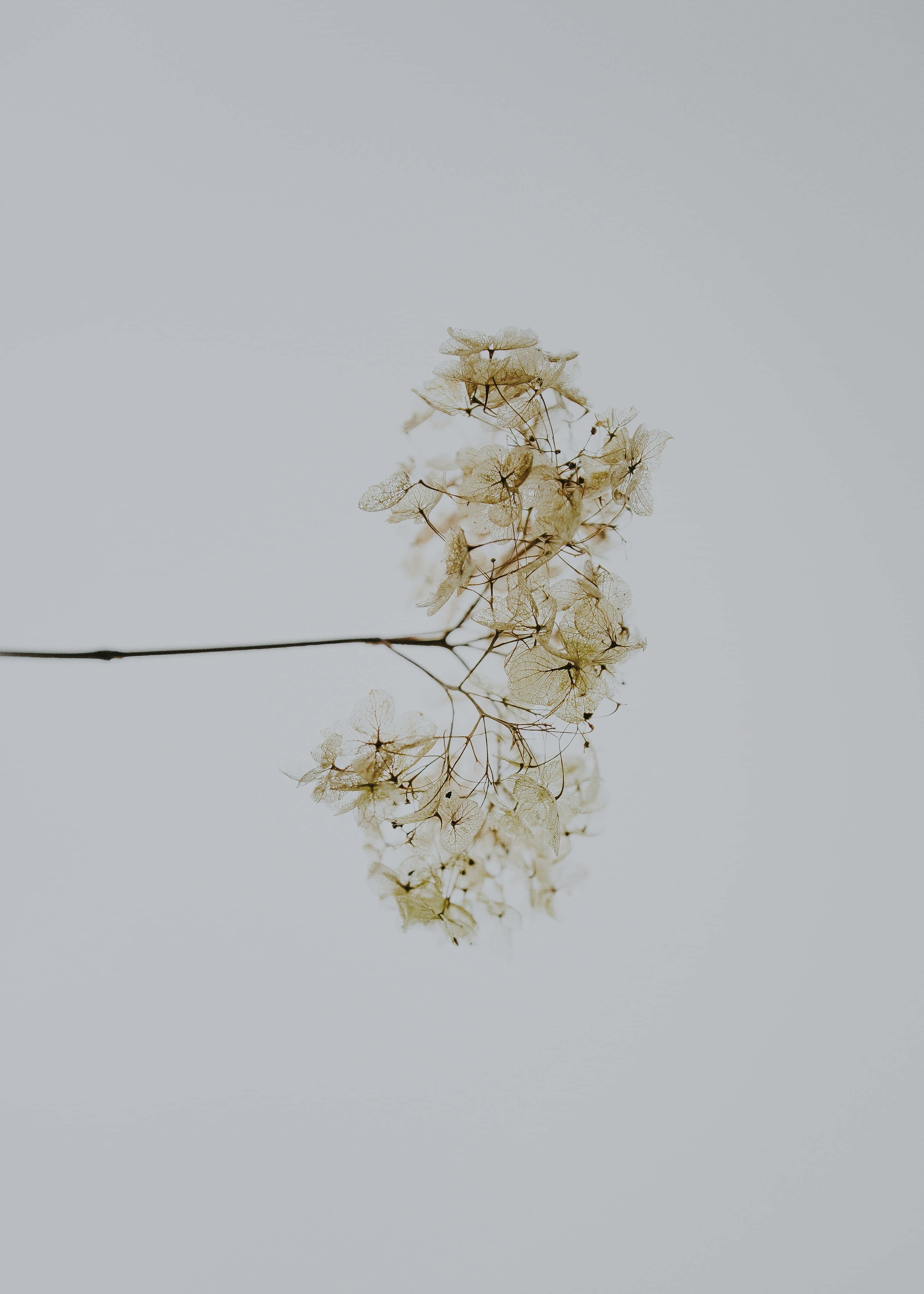 minimalist white flower aesthetic, dried hydrangea branch, translucent beige petals, 4K Phone Wallpaper