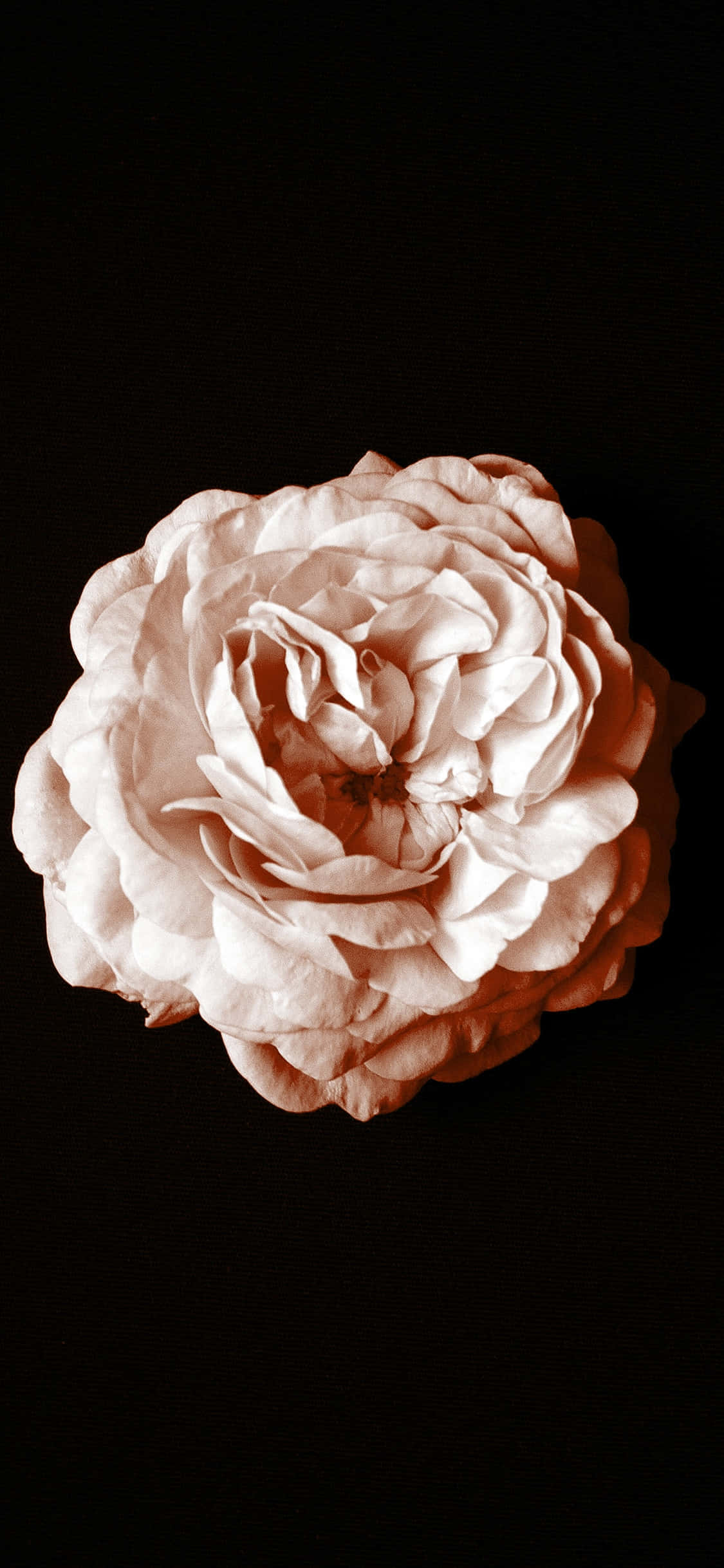 monochrome rose artistry, peach rose, layered petals, Full HD Phone Wallpaper