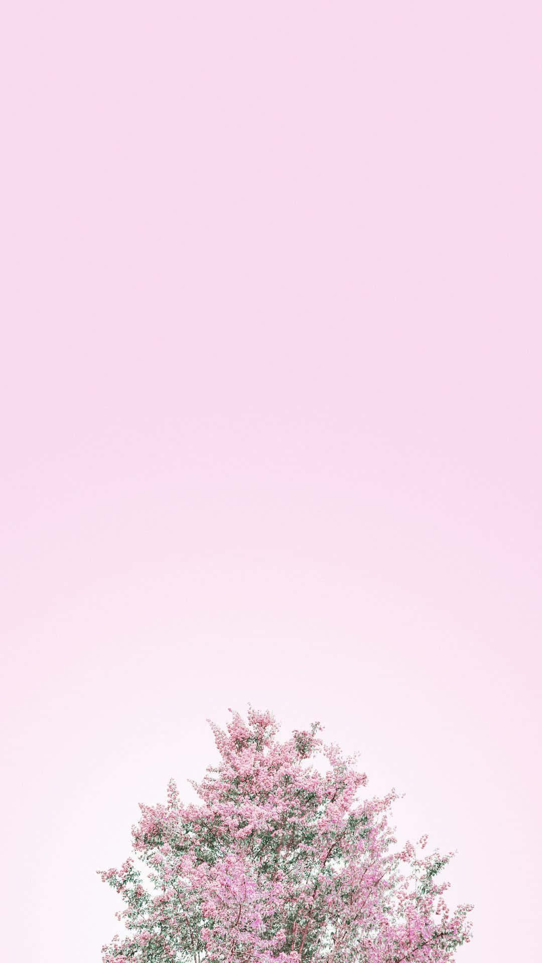 pink blossom, pastel sky, blossoming pink tree, Full HD Phone Wallpaper