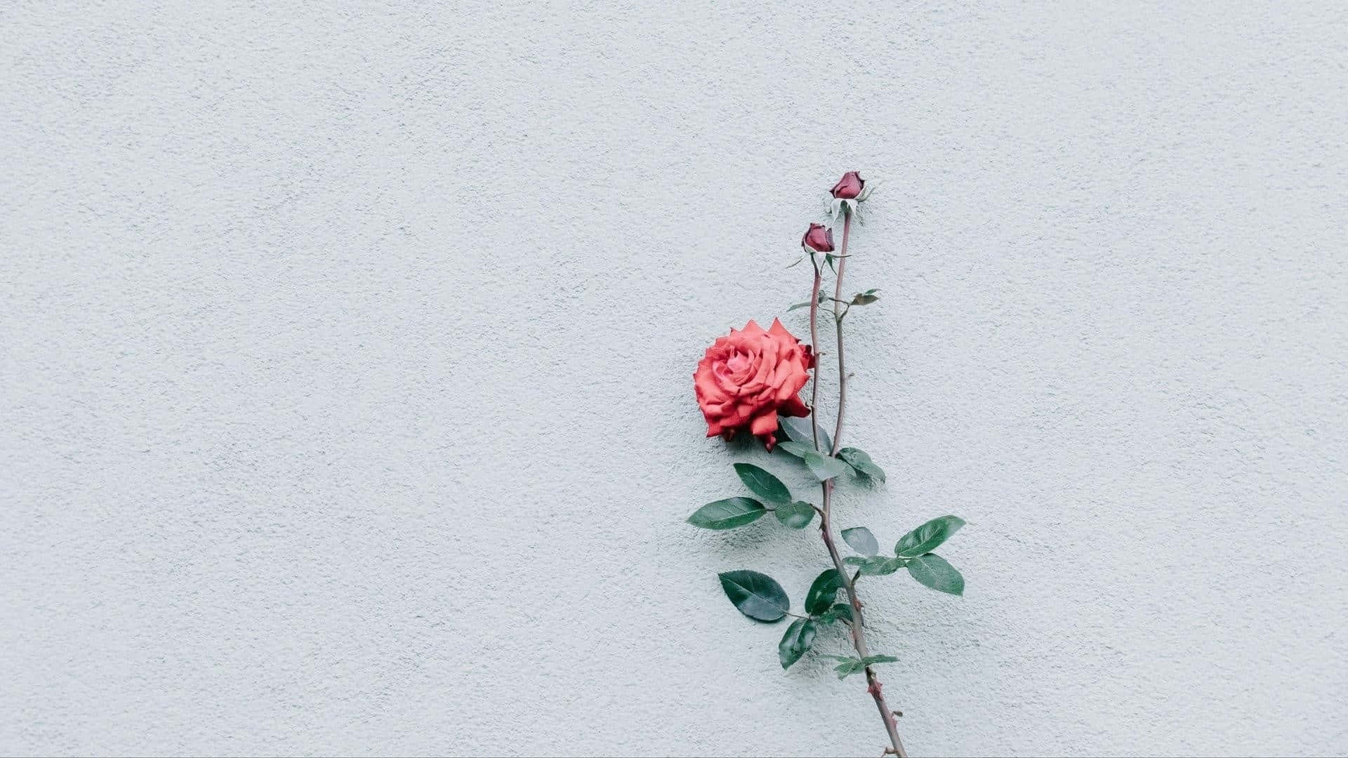 minimalist rose on white wall, red rose, two buds, Full HD Desktop Wallpaper
