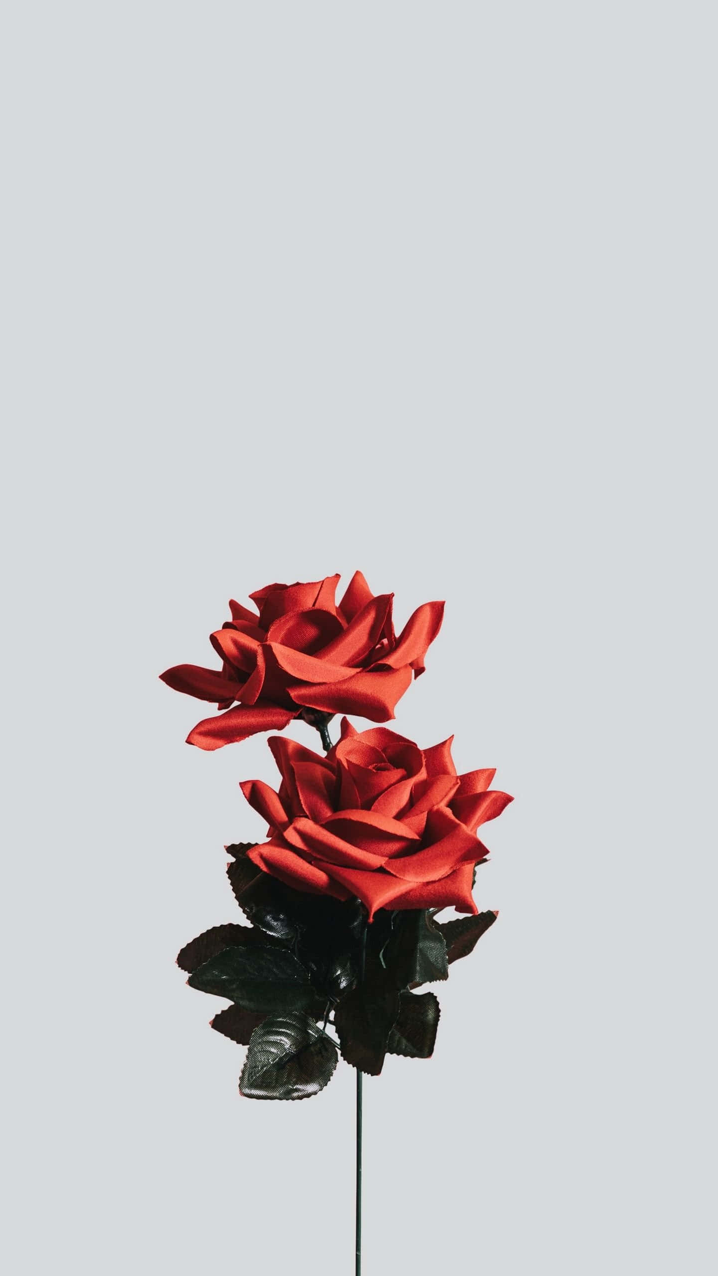 minimalist flower, vivid red roses, glossy black leaves, 2K Phone Wallpaper