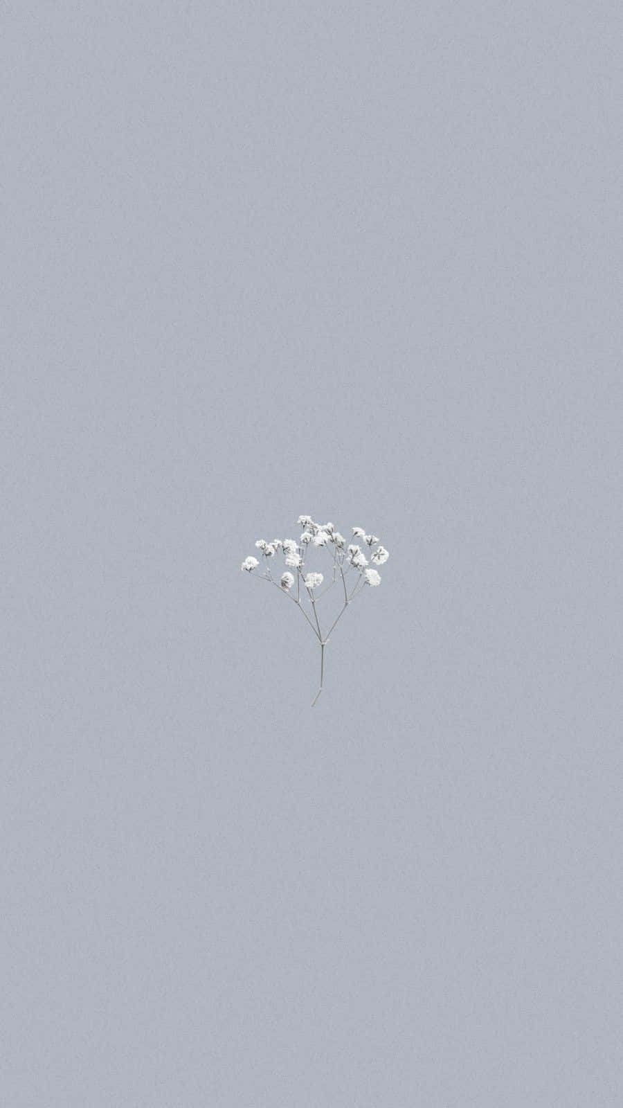 minimalist white flowers, pastel background, soft muted gray background, HD Phone Wallpaper