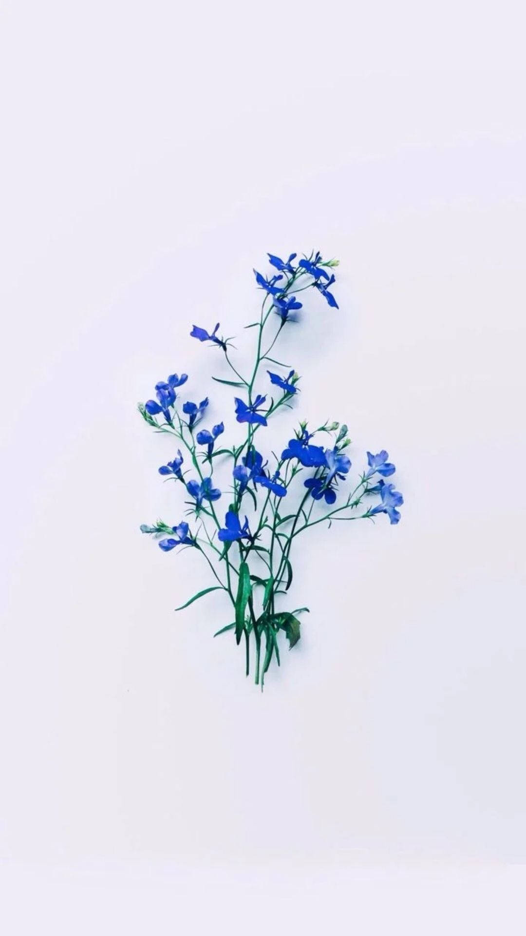 minimalist flowers aesthetic, vibrant blue flowers, green stems, Full HD Phone Wallpaper