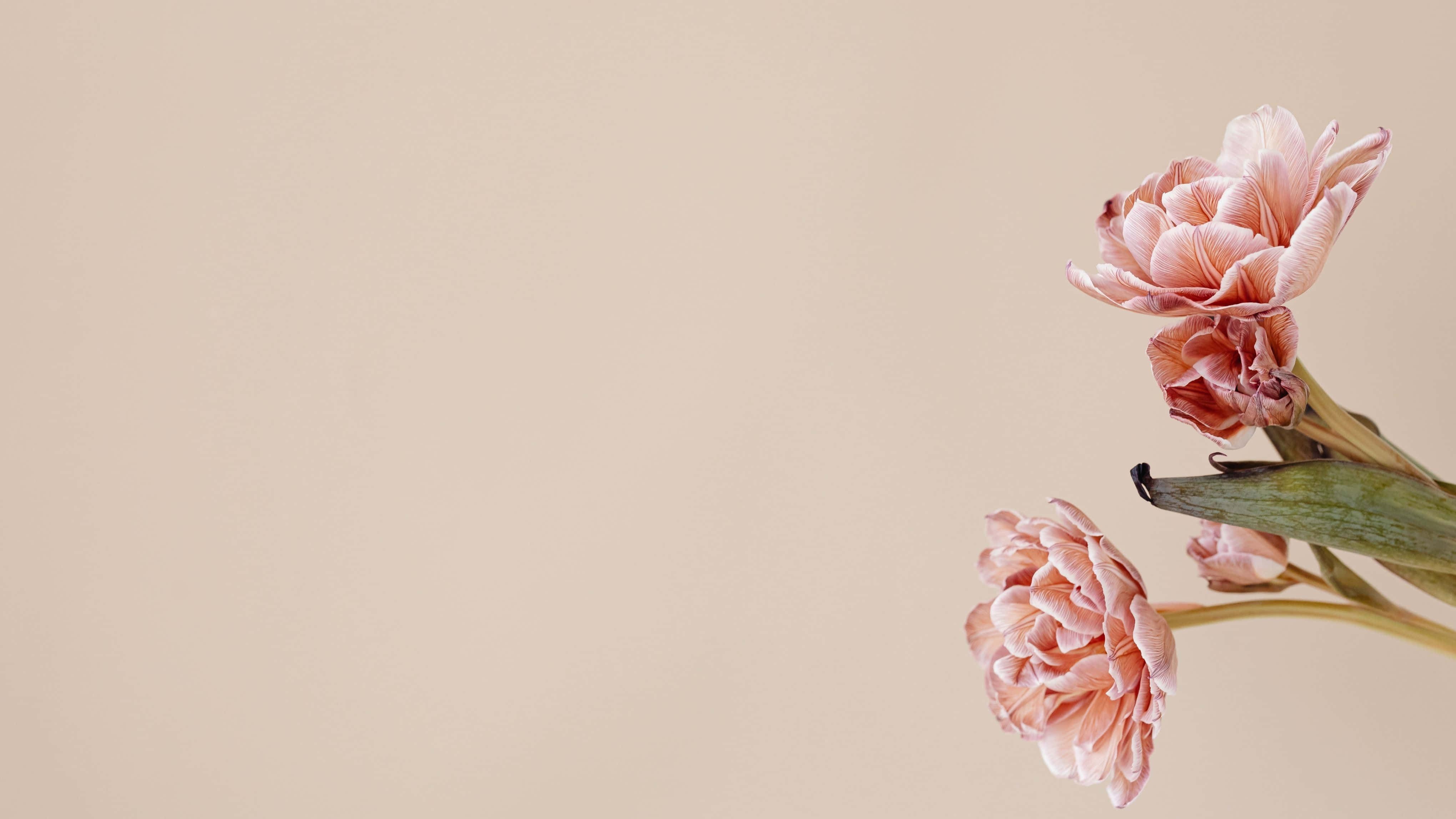 4K monitor, soft pink peonies, delicate layered petals, 4K Desktop Wallpaper