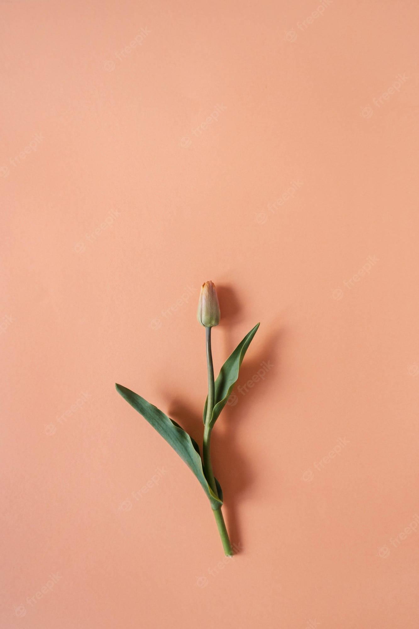minimalist flower computer, tulip bud, green leaves, Full HD Phone Wallpaper
