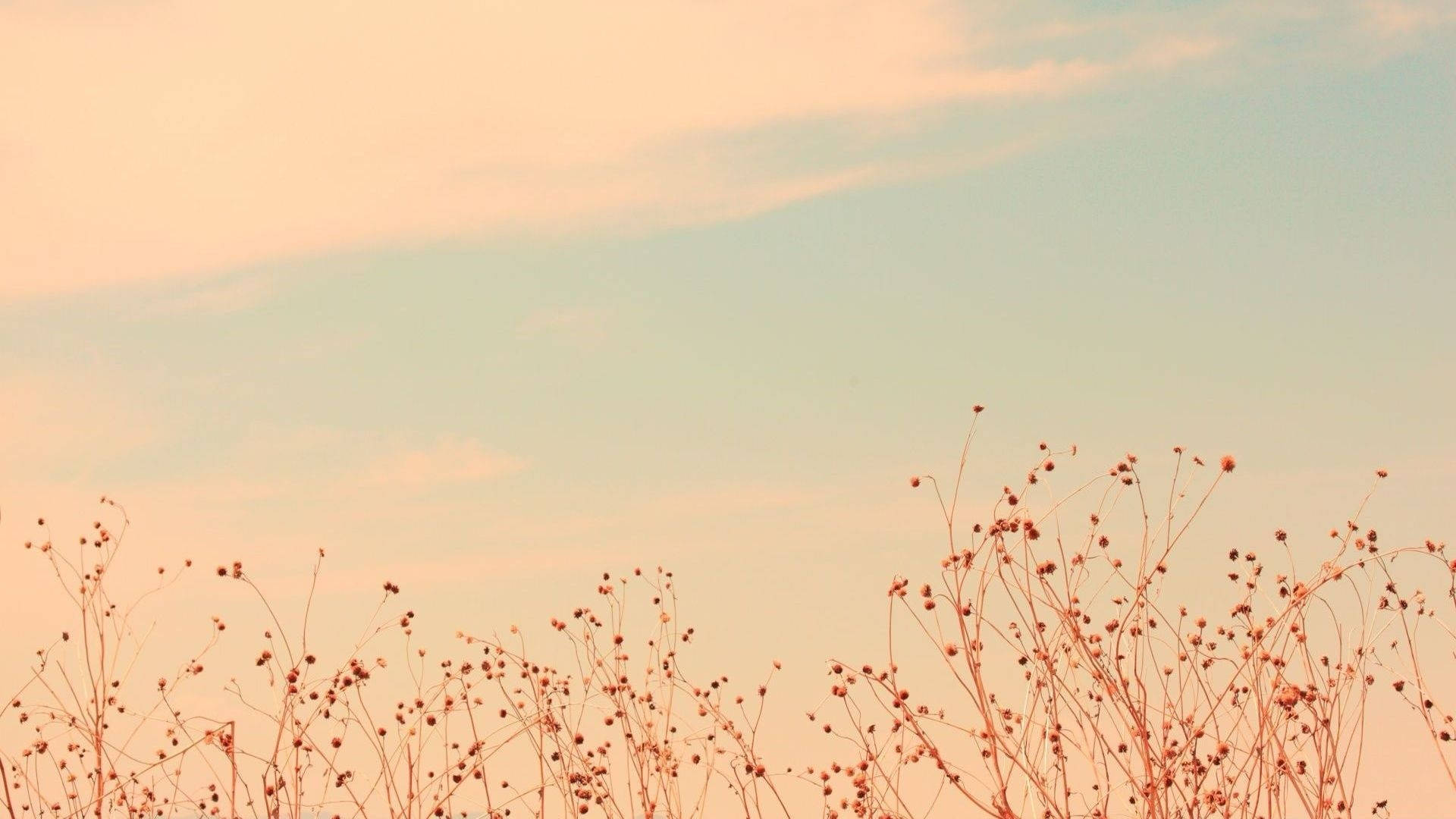 minimalist flower computer, dried grasses, seed heads, Full HD Desktop Wallpaper