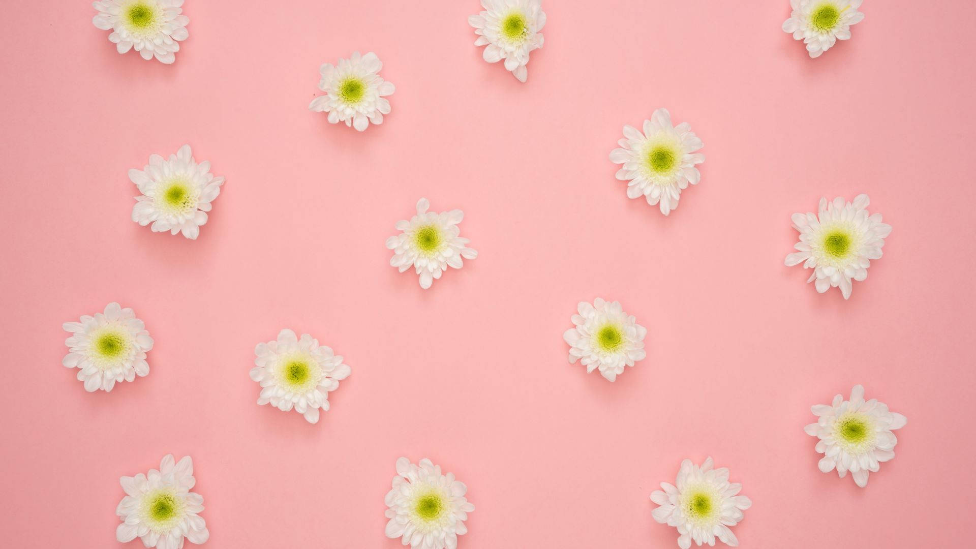 minimalist flower computer, white daisies, yellow centers, Full HD Desktop Wallpaper
