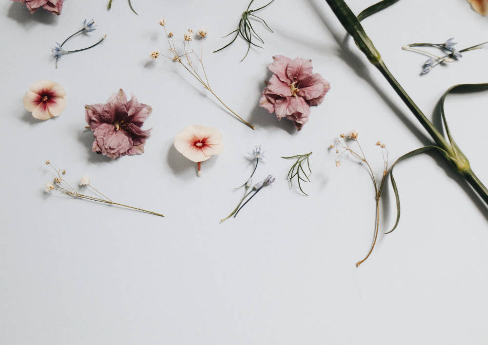 Minimalist Flower Computer, light gray surface, soft pinks, SD Desktop Wallpaper
