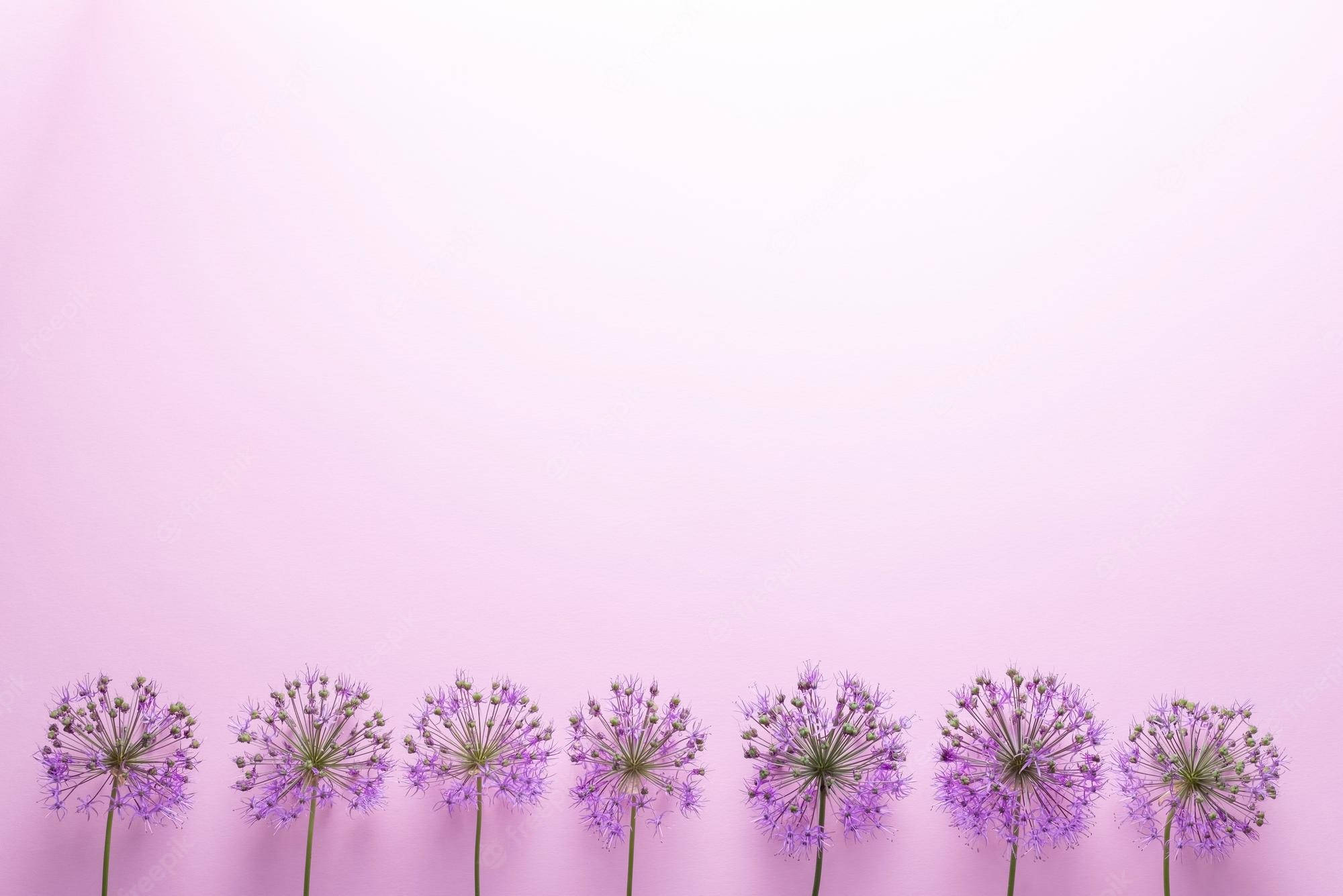 minimalist flower computer, purple allium flowers, soft pink background, Full HD Desktop Wallpaper