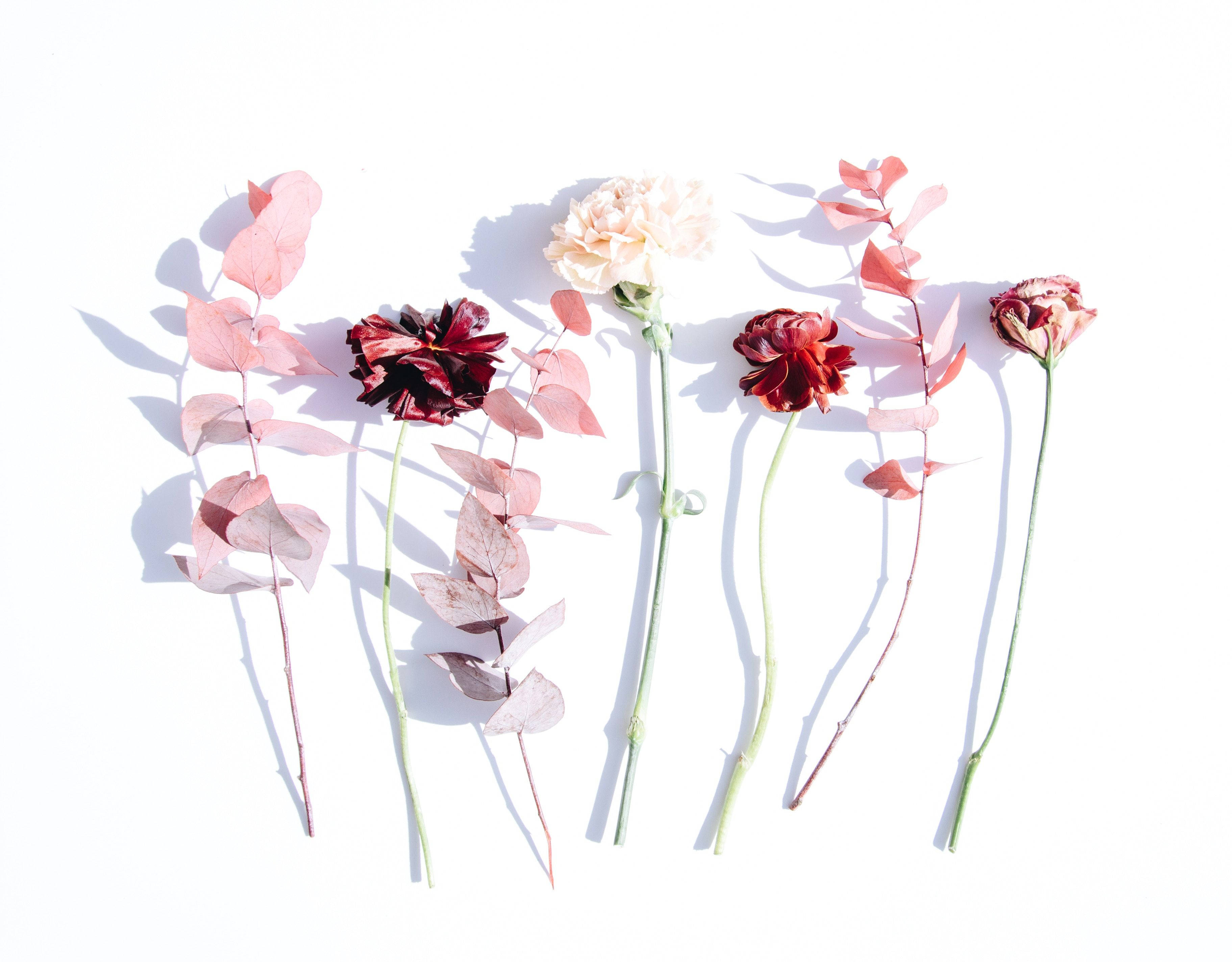 minimalist flower computer, pink petals, red petals, 2K Desktop Wallpaper