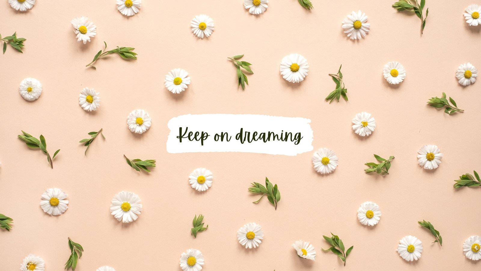 minimalist flower computer, pink background, daisies, HD Desktop Wallpaper