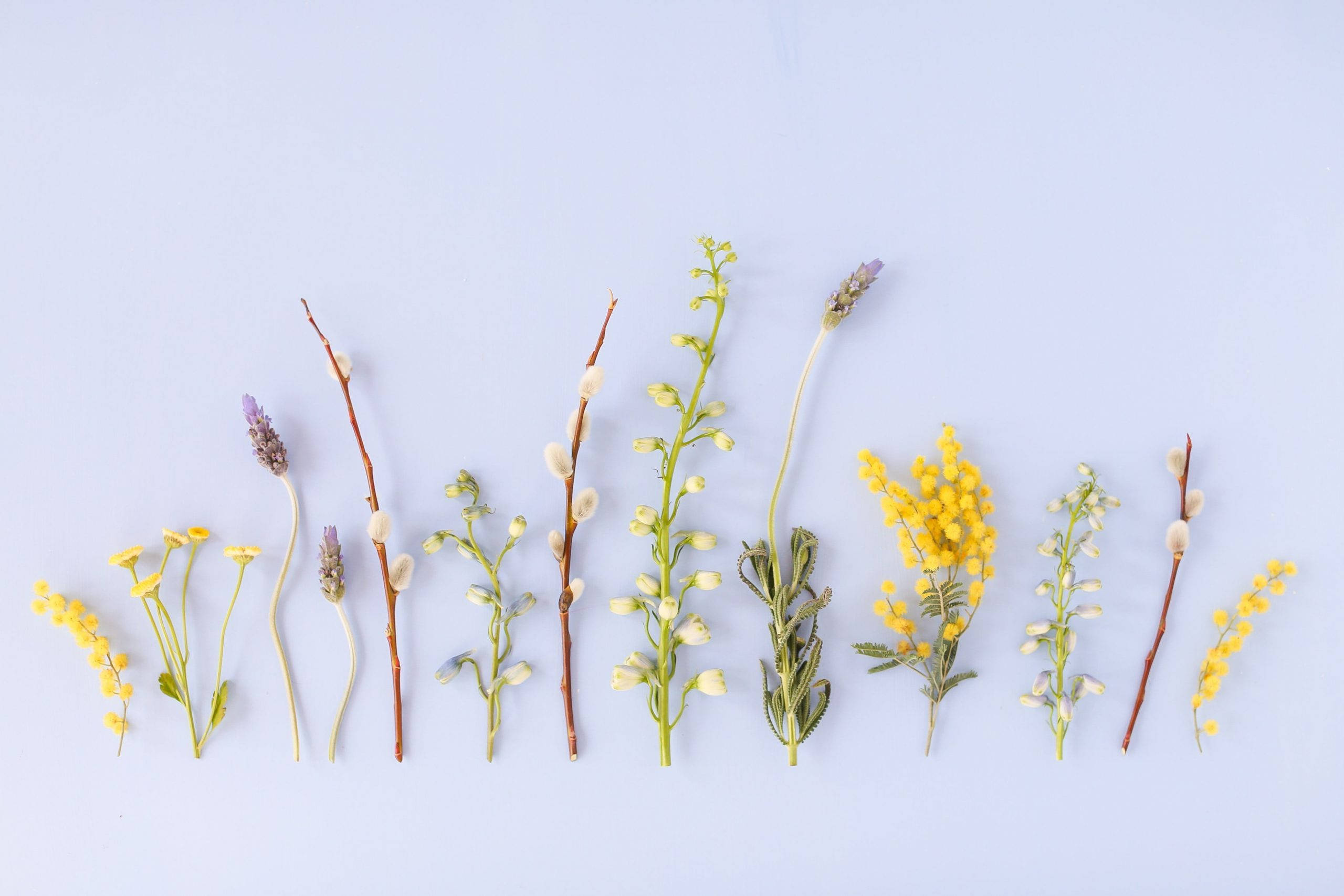 minimalist flower computer, dried flowers, willow catkins, 2K Desktop Wallpaper