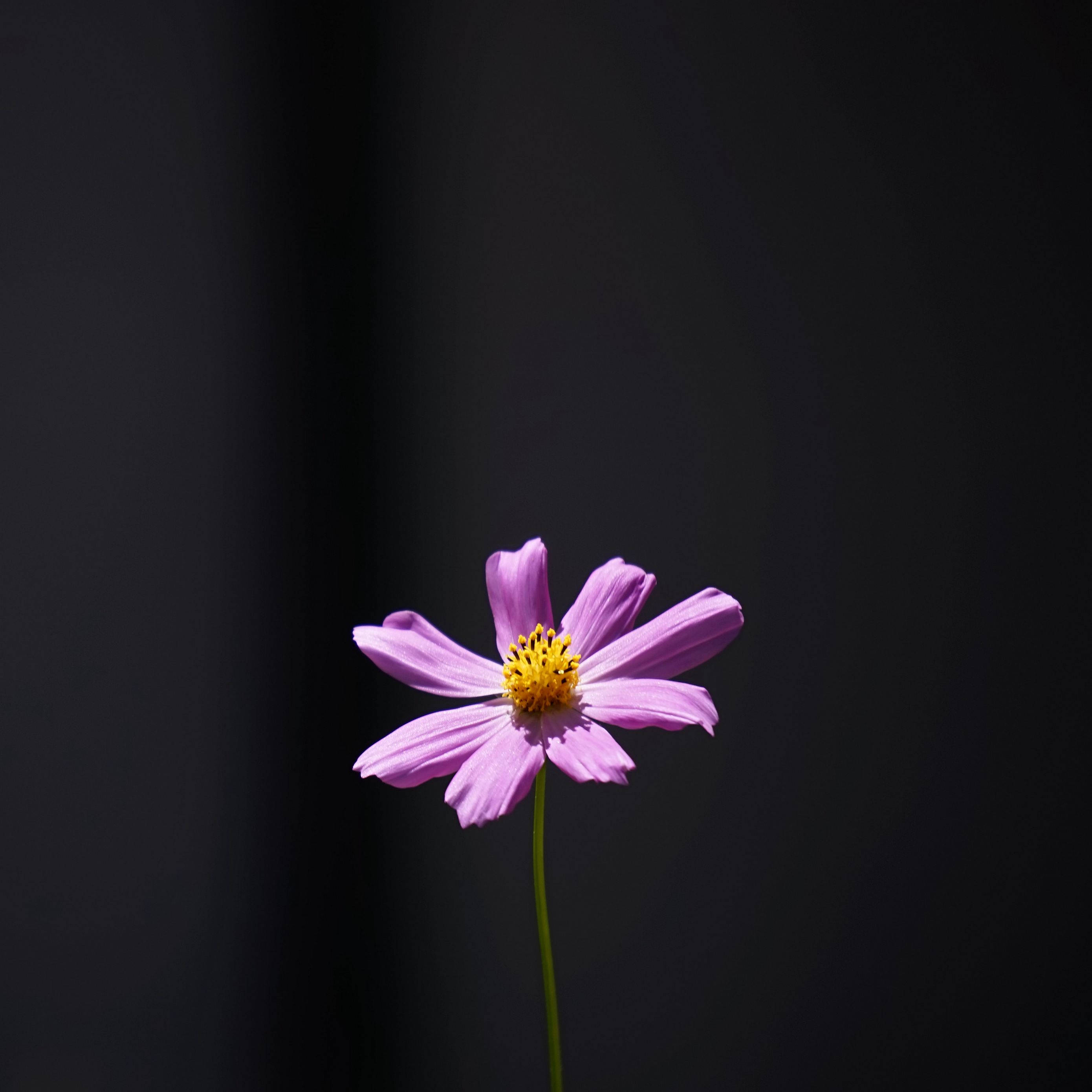 minimalist flower computer, purple cosmos flower, yellow center, 2K Desktop Wallpaper