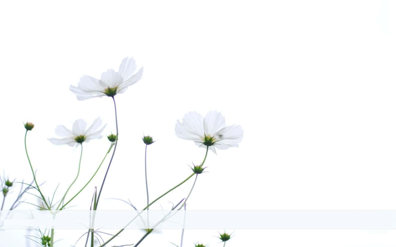 Minimalist White Cosmos Flower, white cosmos flowers, slender stems, HD Desktop Wallpaper