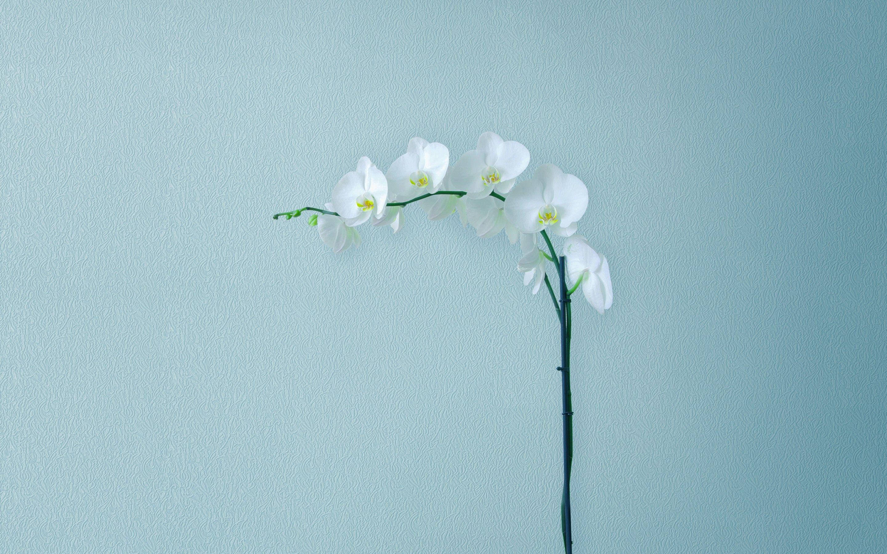 minimalist flower computer, white orchid, teal wall, 2K Desktop Wallpaper