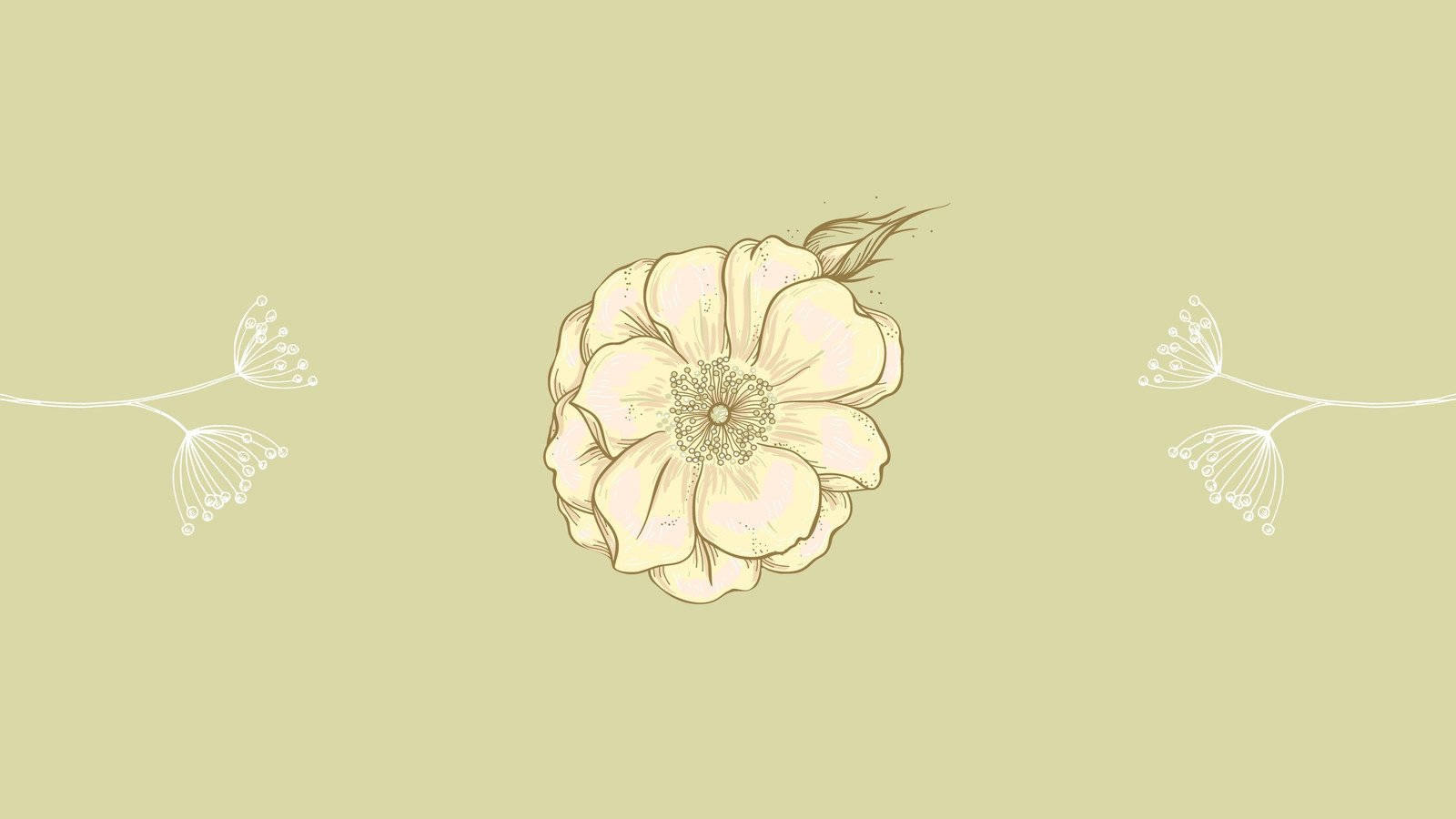 minimalist flower computer, cream flower, fine linework, HD Desktop Wallpaper