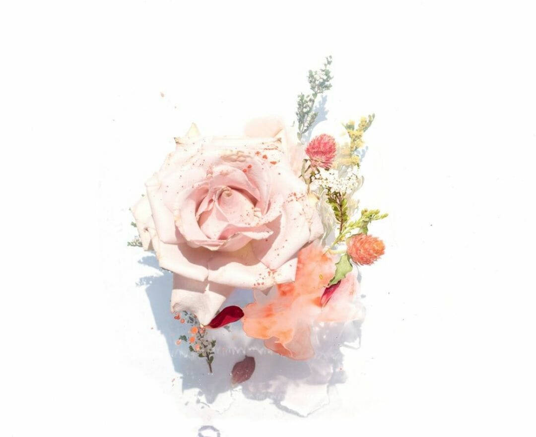minimalist flower computer, soft pink rose, peach accents, SD Desktop Wallpaper