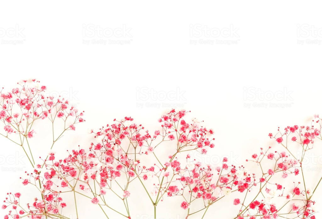 minimalist flower computer, pink baby's breath flowers, clean white background, SD Desktop Wallpaper