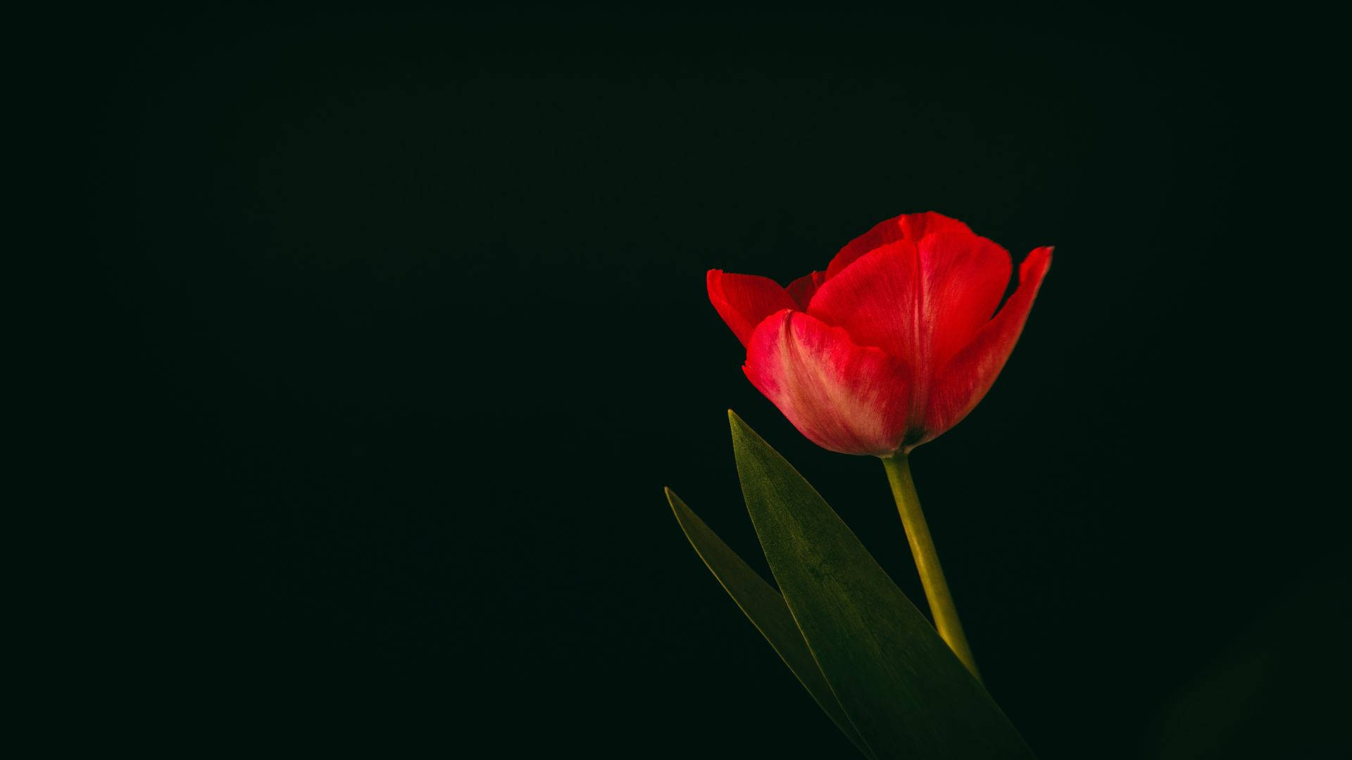 Minimalist Flower Computer, vibrant red tulip, deep black background, Full HD Desktop Wallpaper