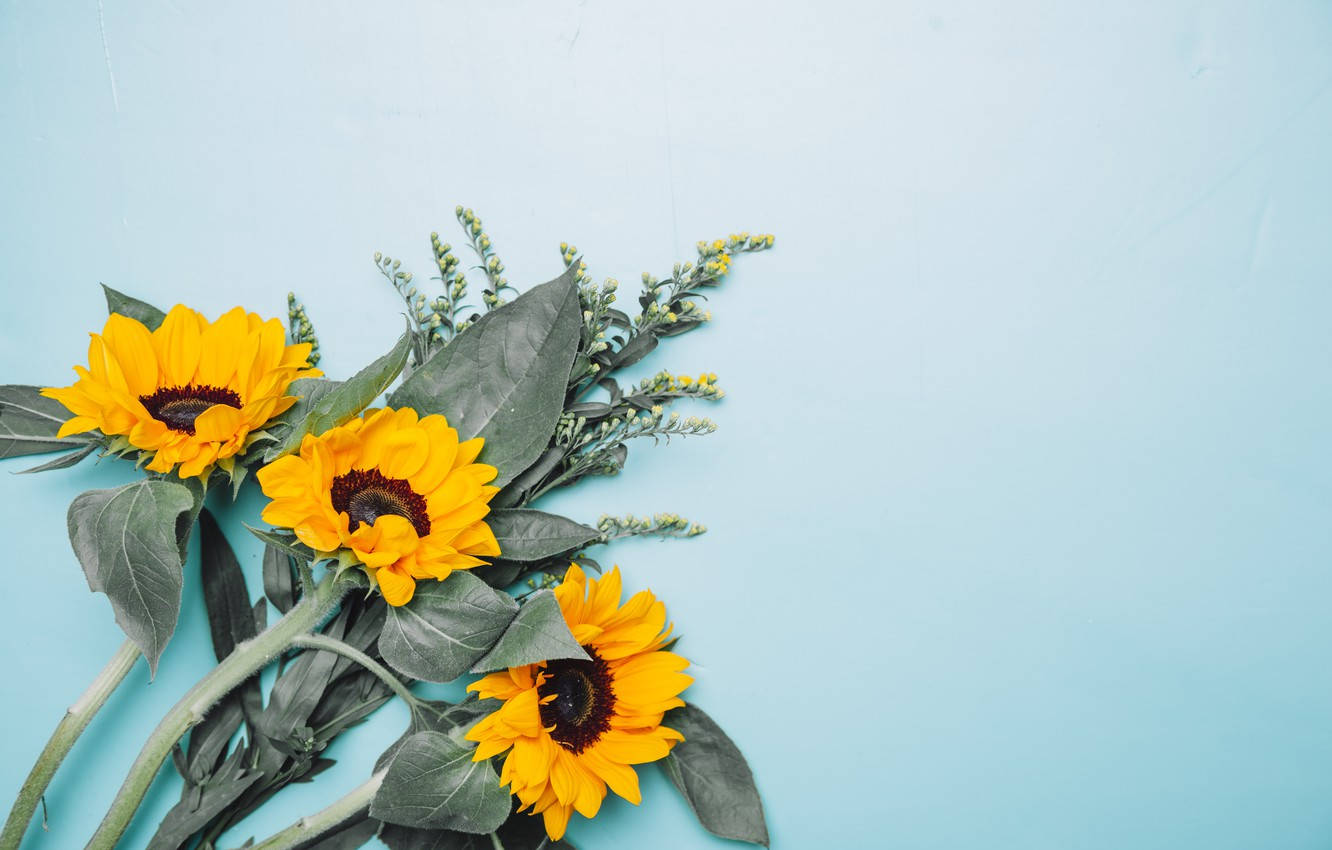 minimalist flower computer, sunflowers, dark centers, HD Desktop Wallpaper